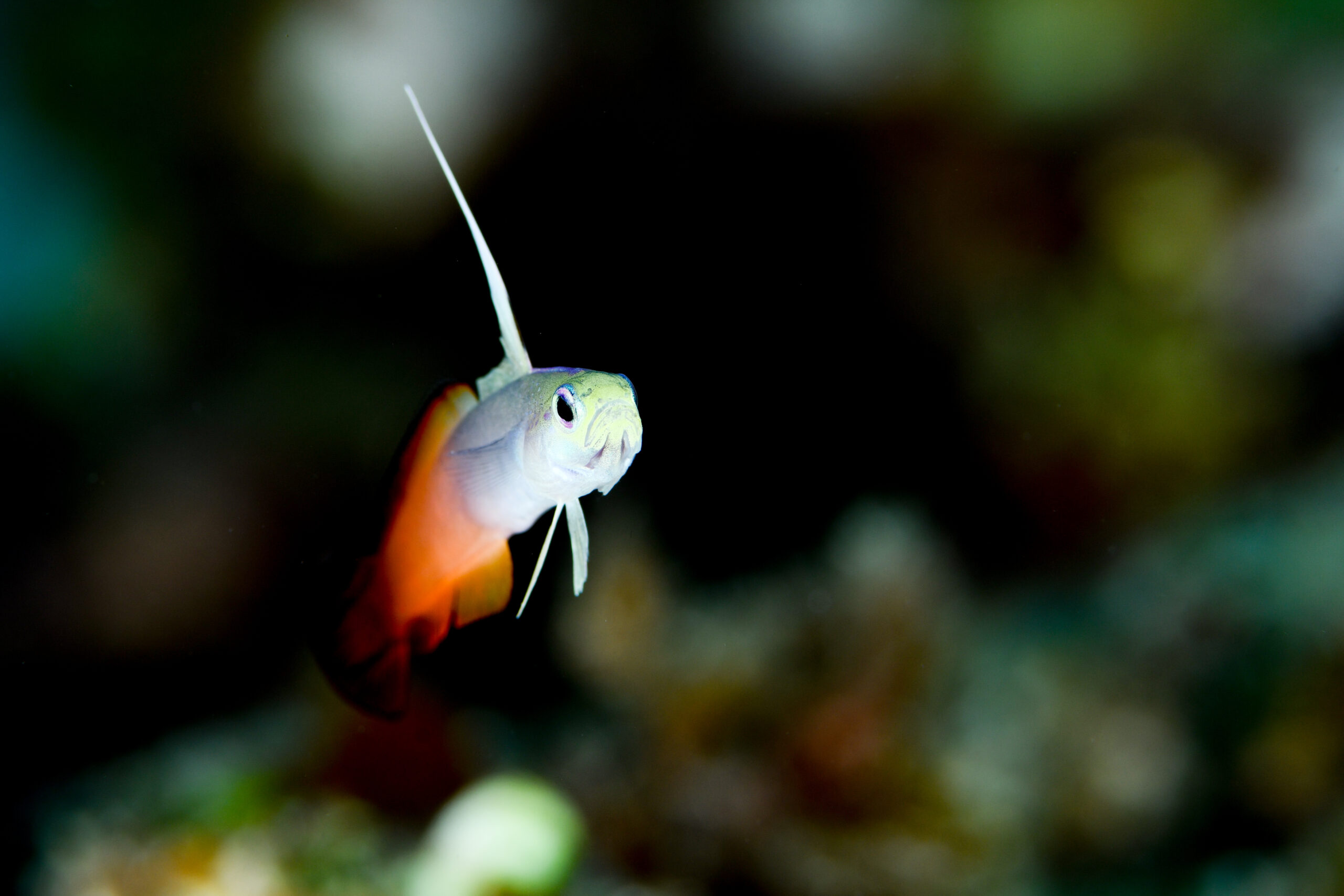 ハタタテハゼ（Nemateleotris magnifica）