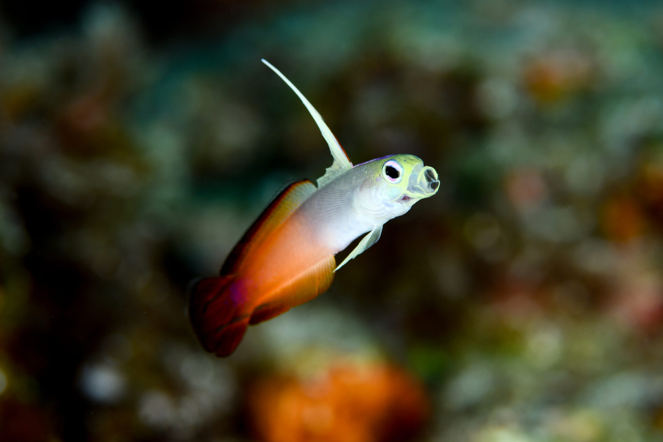 ハタタテハゼ（Nemateleotris magnifica）