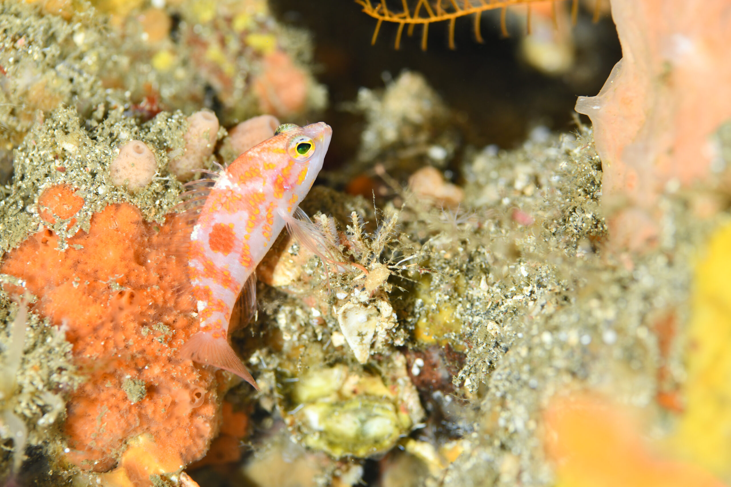 ヒノマルハナダイ（Plectranthias takasei）