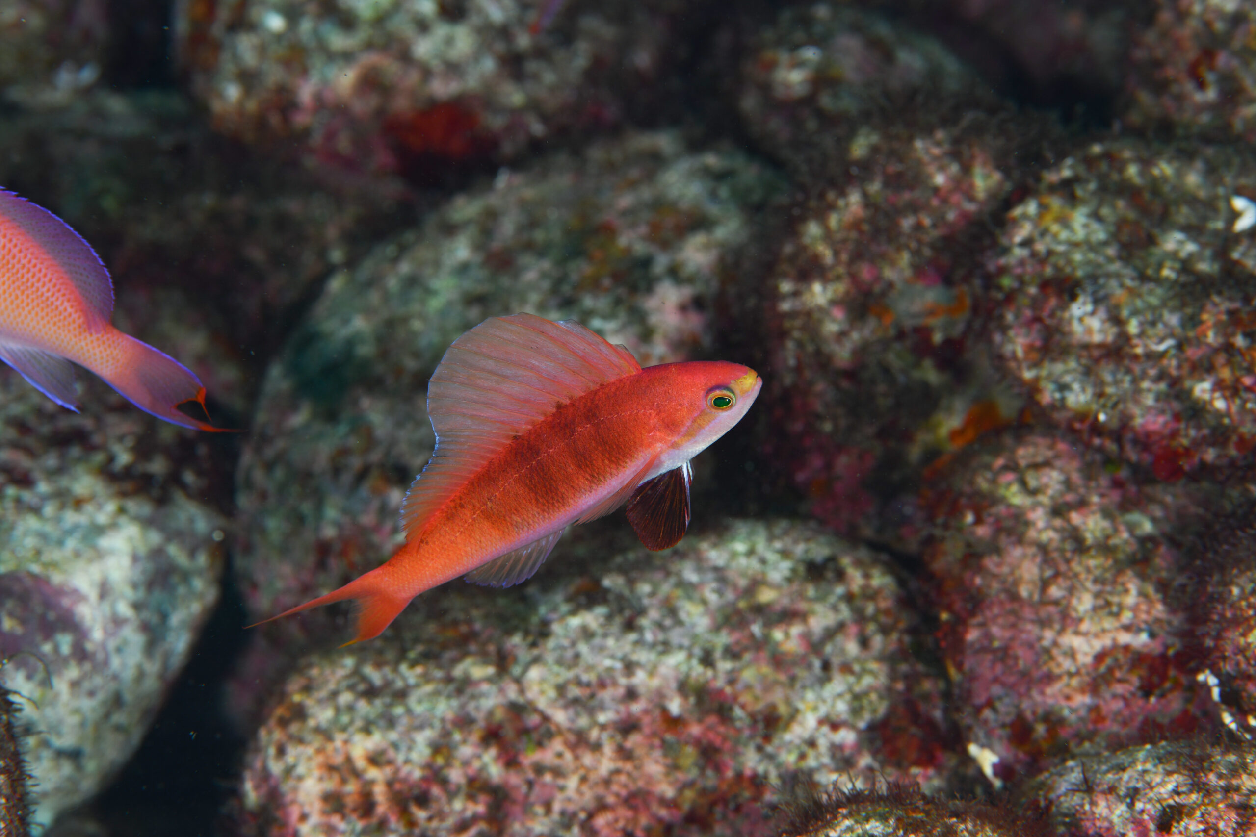 ホカケハナダイのオス(♂)(Rabaulichthys suzukii)