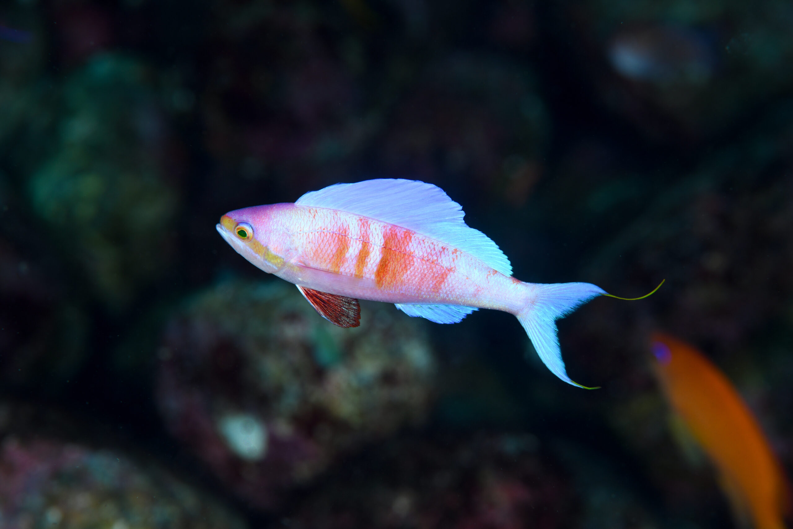ホカケハナダイの婚姻色(Rabaulichthys suzukii)