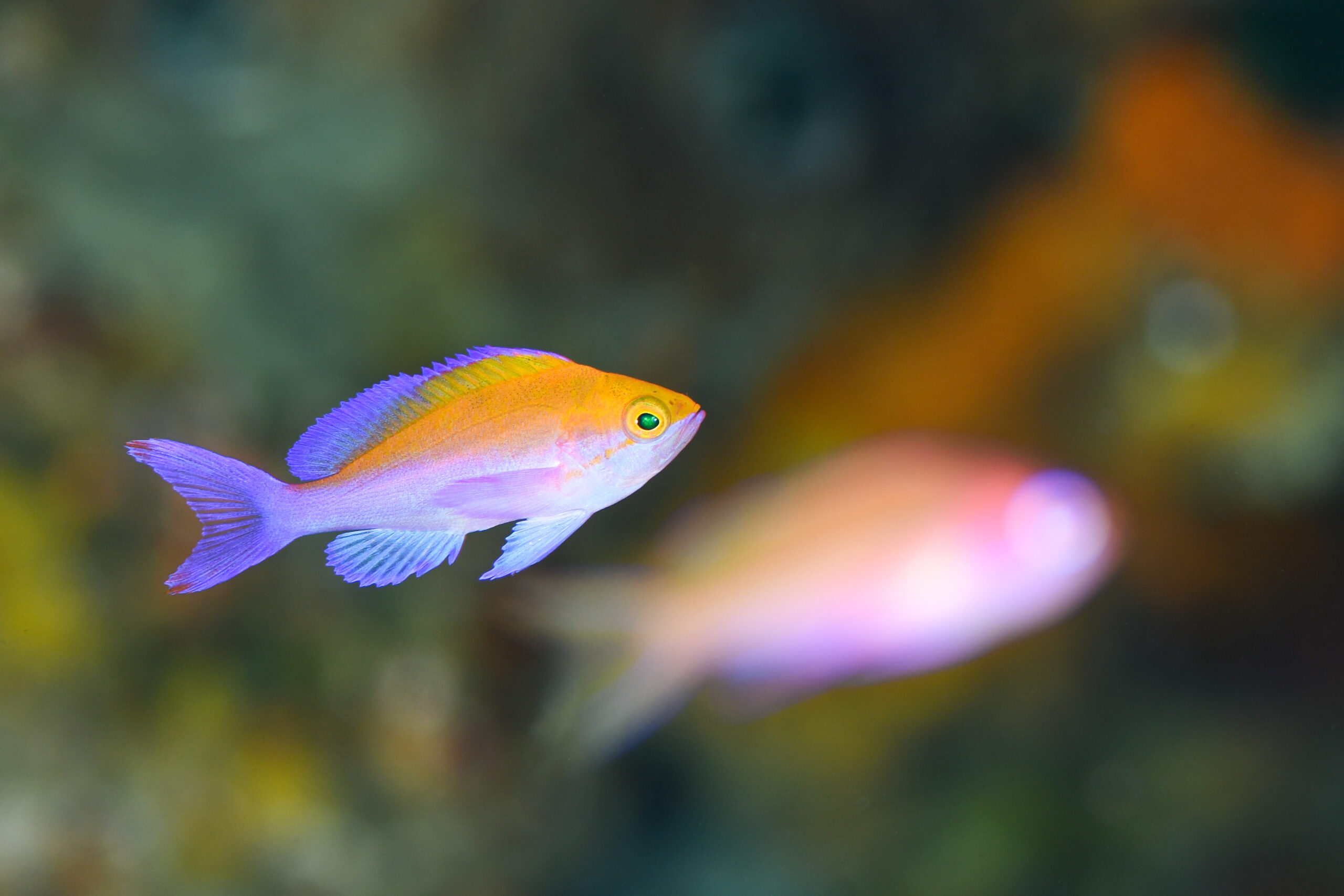 フタイロハナゴイの幼魚（Pseudanthias bicolor）