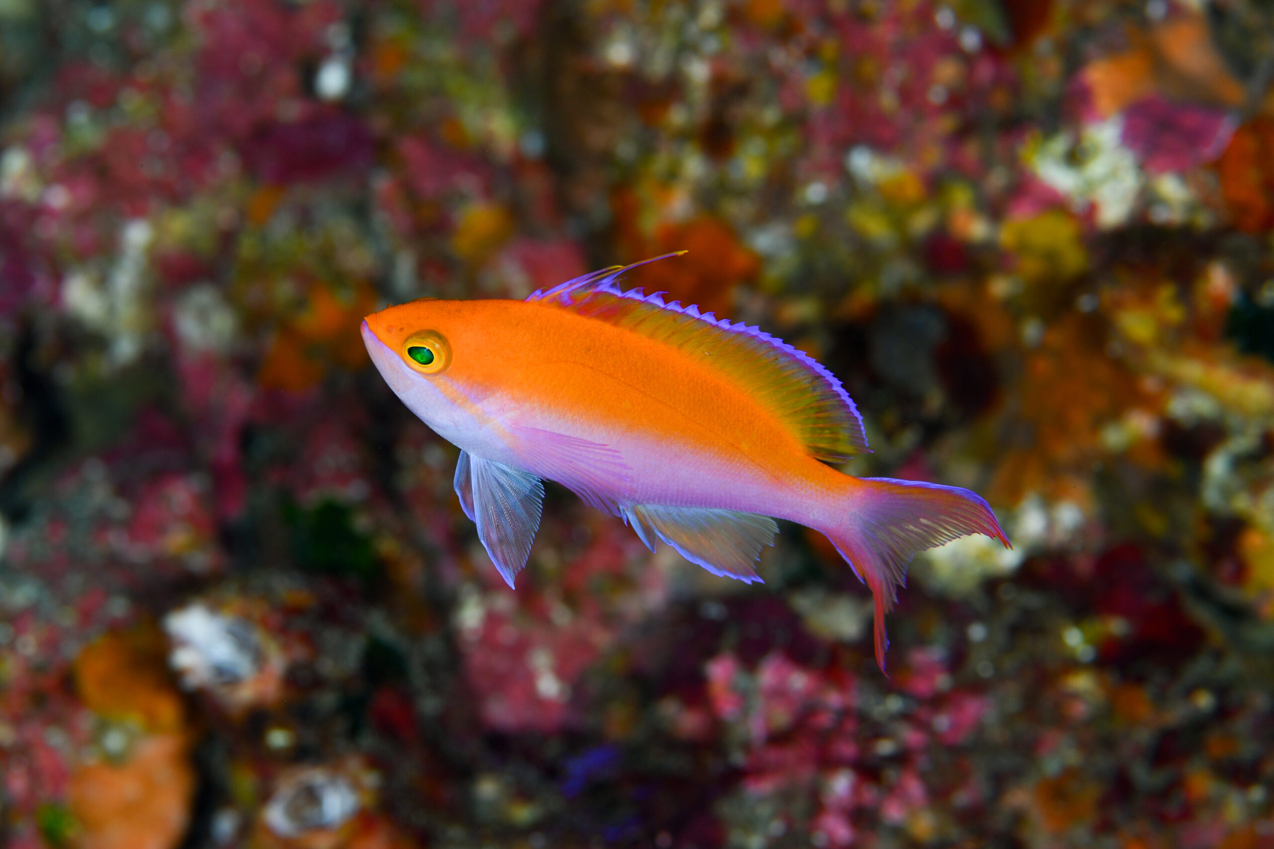 フタイロハナゴイのオス（♂）（Pseudanthias bicolor）