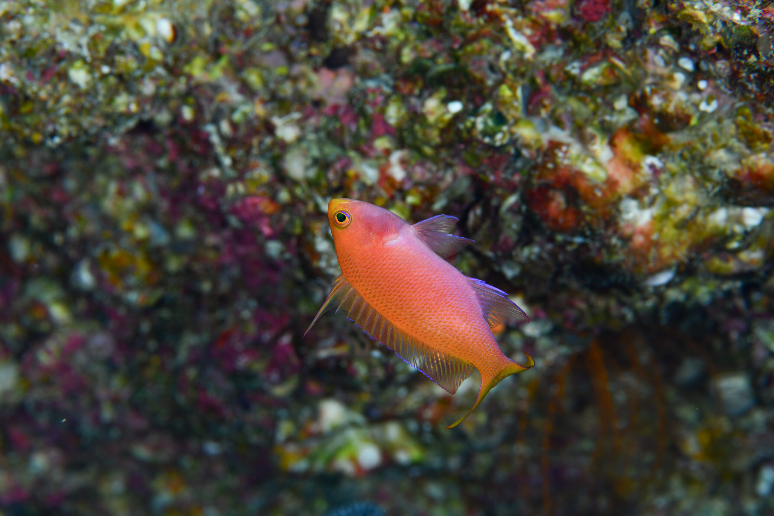 フチドリハナダイの性転換途中のオス(♂)(Pseudanthias randalli)