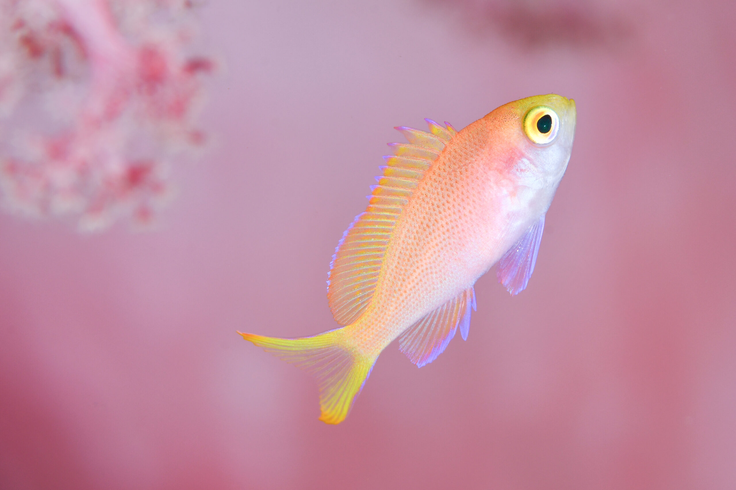 フチドリハナダイの幼魚(Pseudanthias randalli)