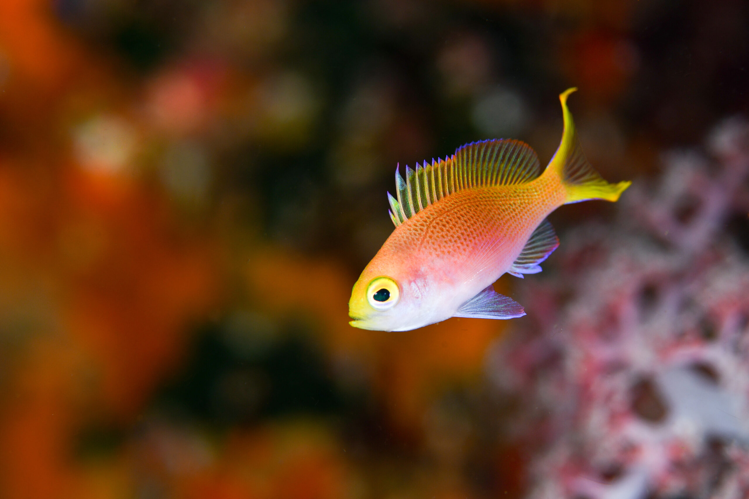 フチドリハナダイの幼魚(Pseudanthias randalli)
