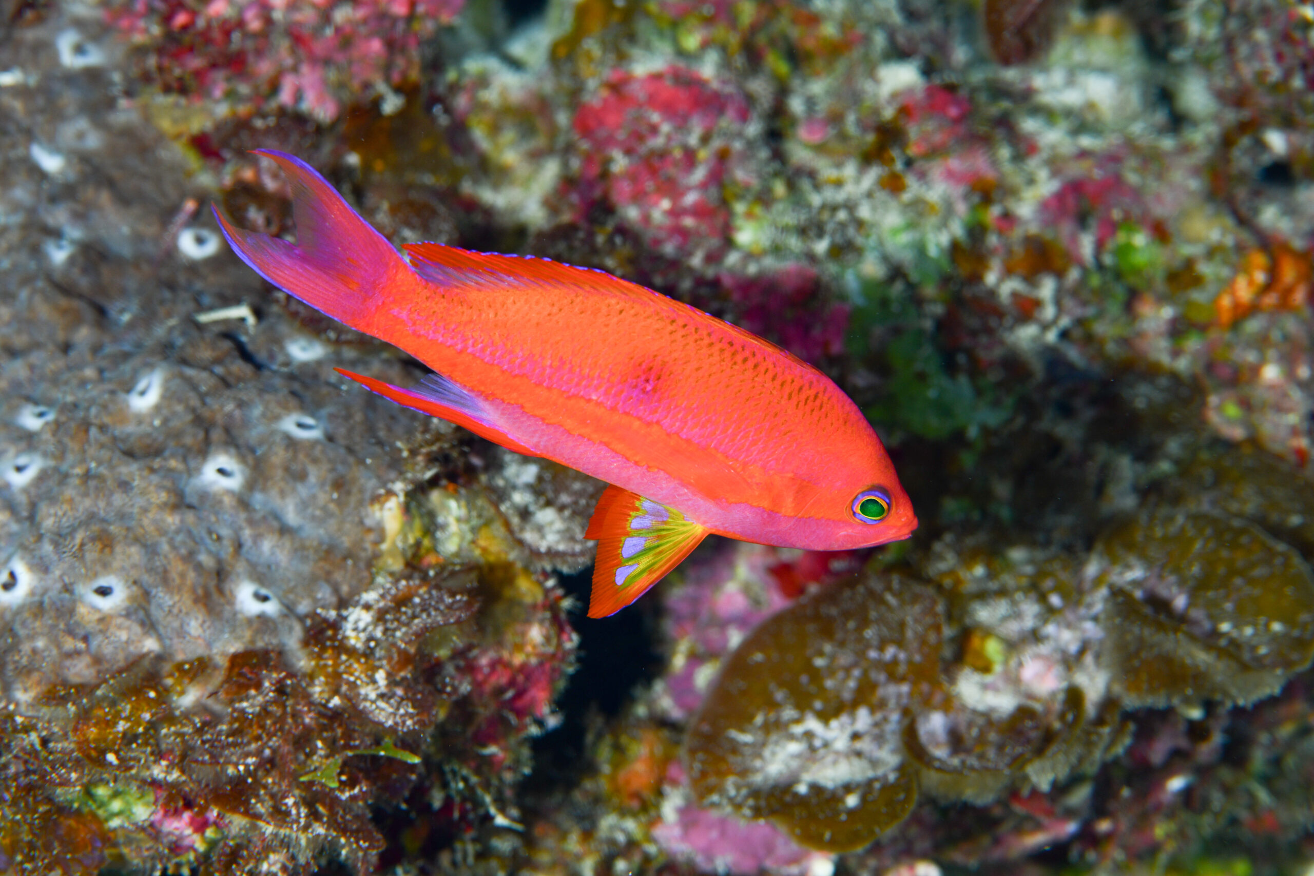 フチドリハナダイの婚姻色(Pseudanthias randalli)