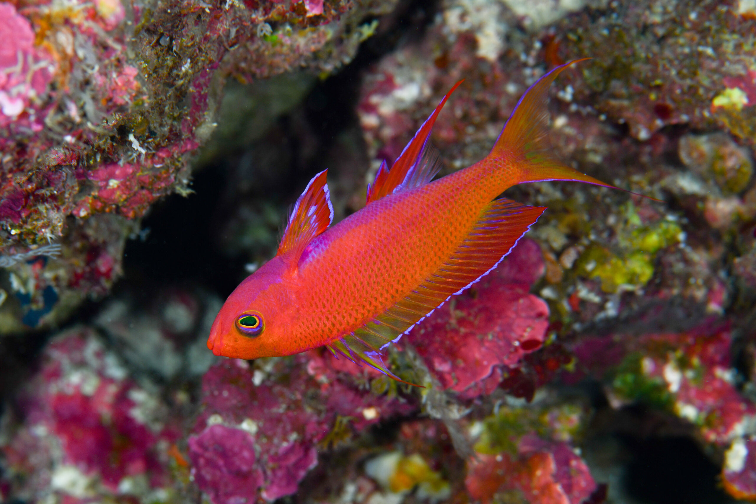 フチドリハナダイの婚姻色(Pseudanthias randalli)