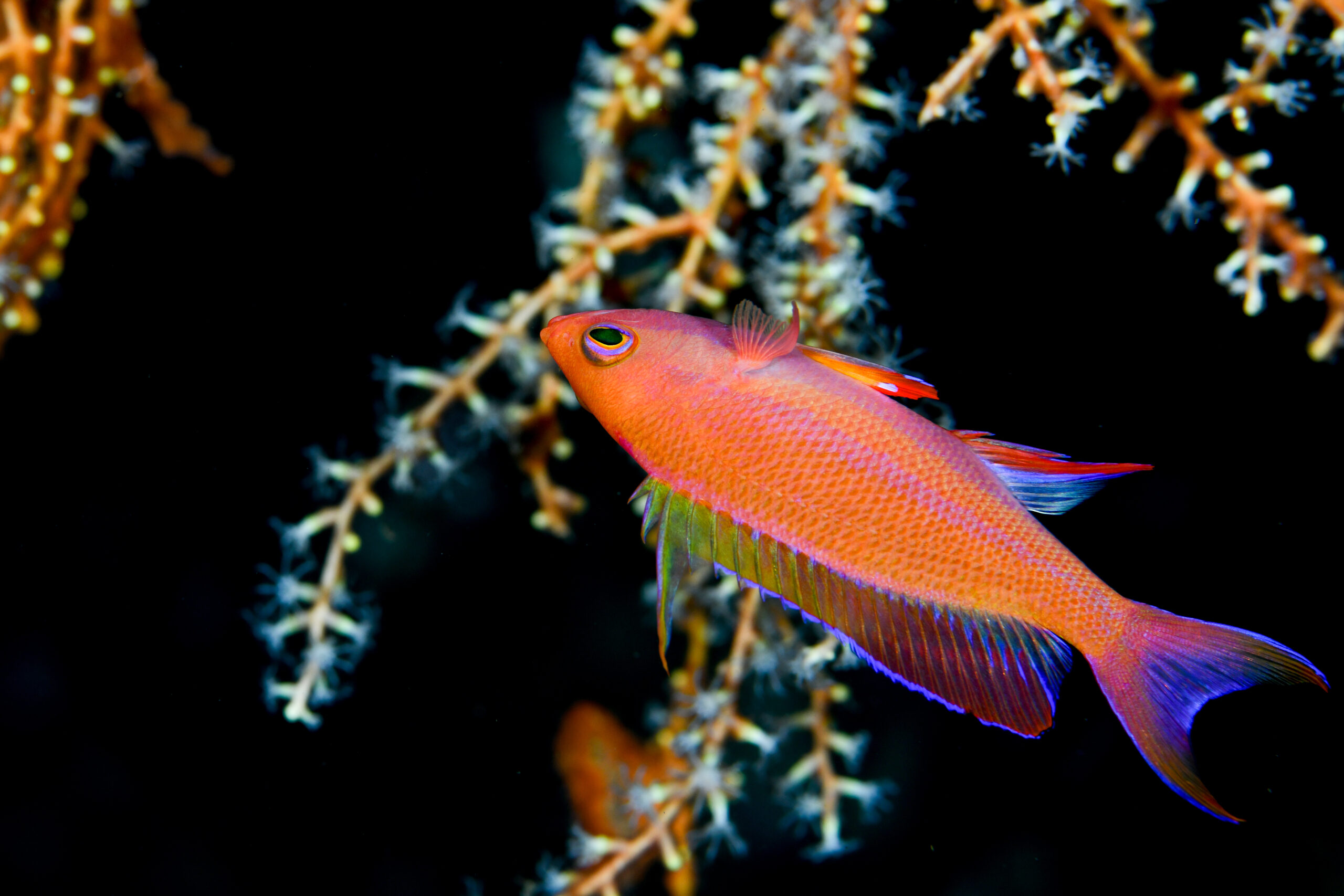 フチドリハナダイのオス(♂)(Pseudanthias randalli)