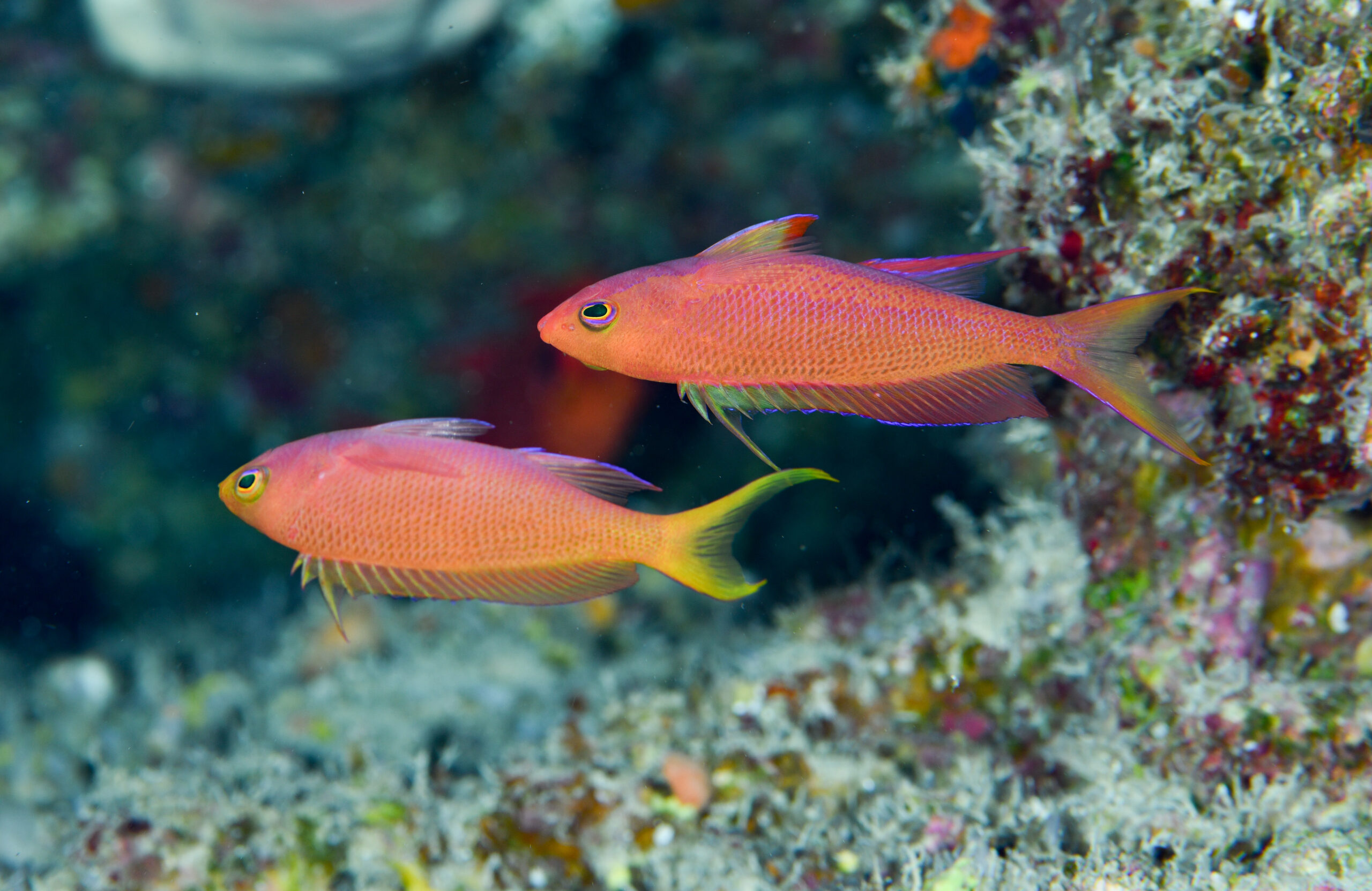 フチドリハナダイのオス(♂)(Pseudanthias randalli)
