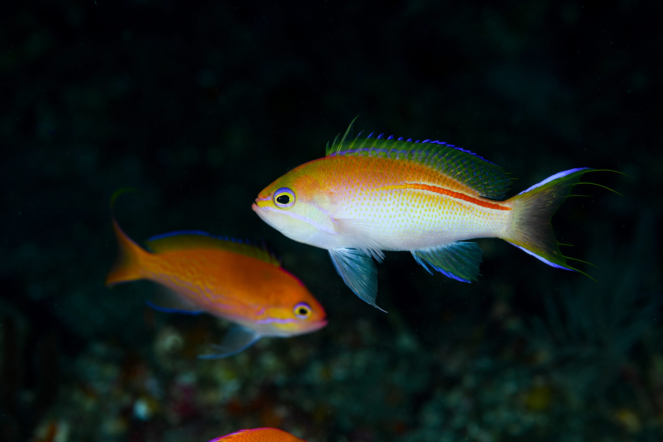 イトヒキコハクハナダイのオス（♂）（Pseudanthias rubrolineatus）