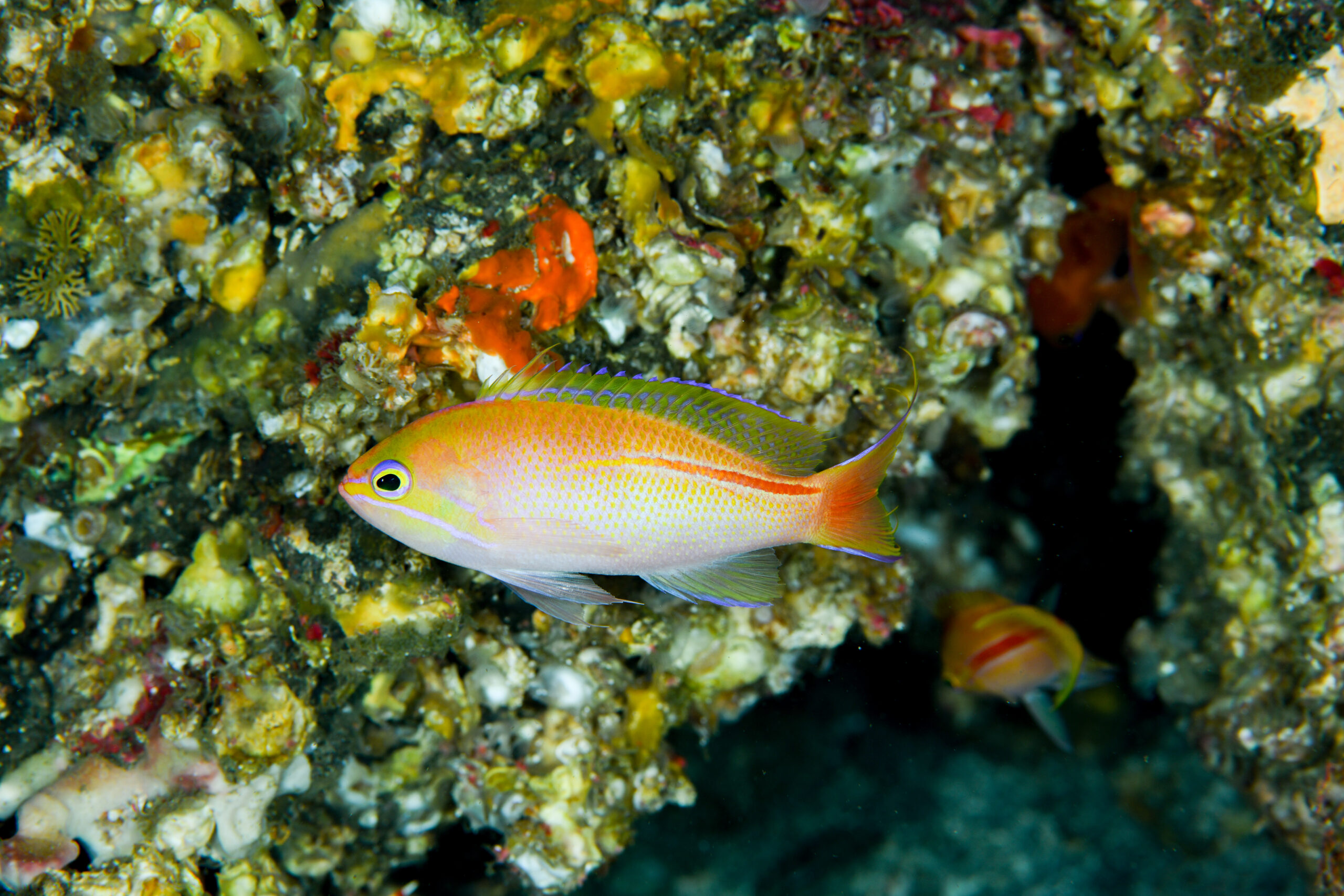 イトヒキコハクハナダイの婚姻色（Pseudanthias rubrolineatus）