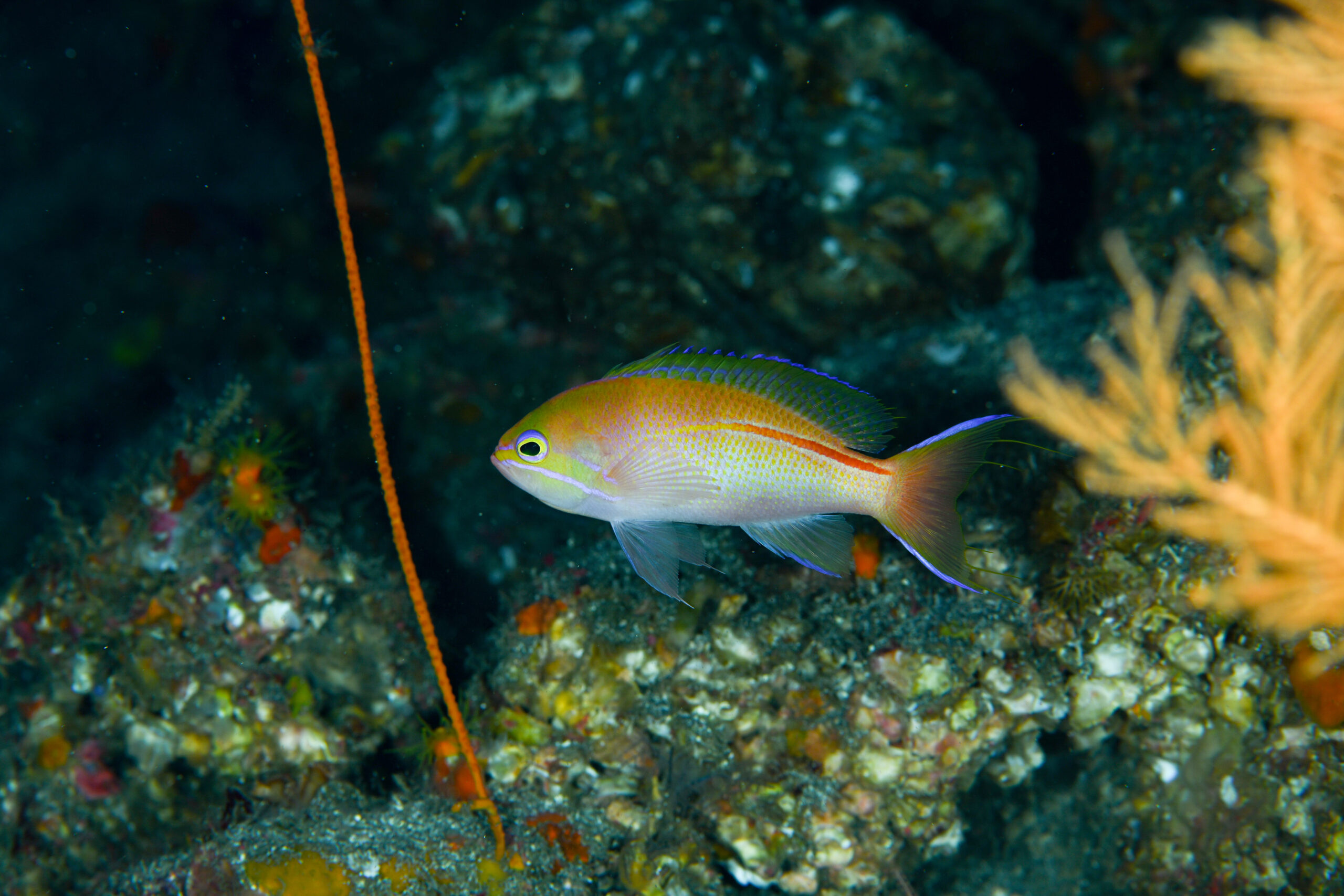 イトヒキコハクハナダイの婚姻色（Pseudanthias rubrolineatus）