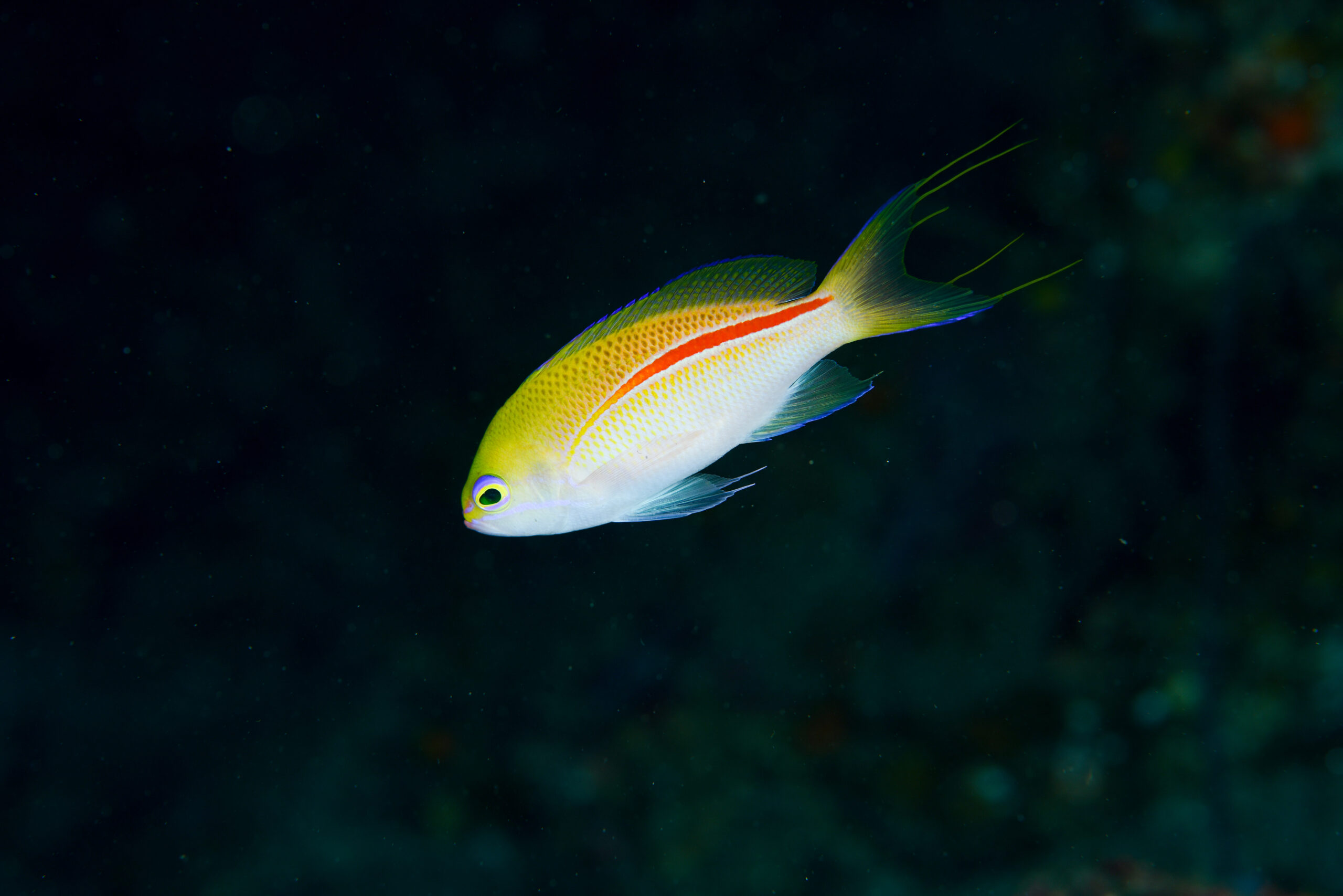 イトヒキコハクハナダイのメス（♀）（Pseudanthias rubrolineatus）