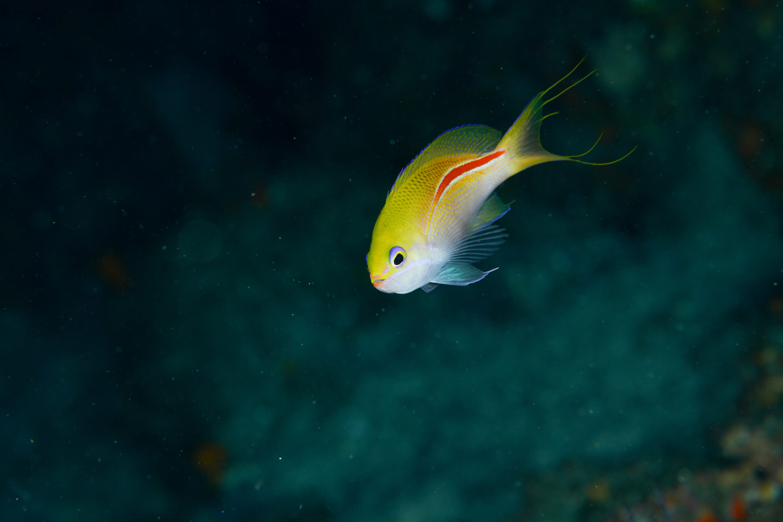 イトヒキコハクハナダイのメス（♀）（Pseudanthias rubrolineatus）