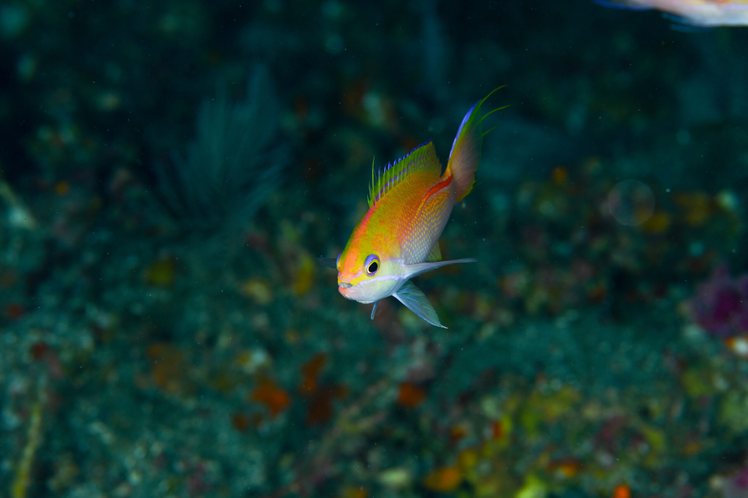 イトヒキコハクハナダイのオス（♂）（Pseudanthias rubrolineatus）