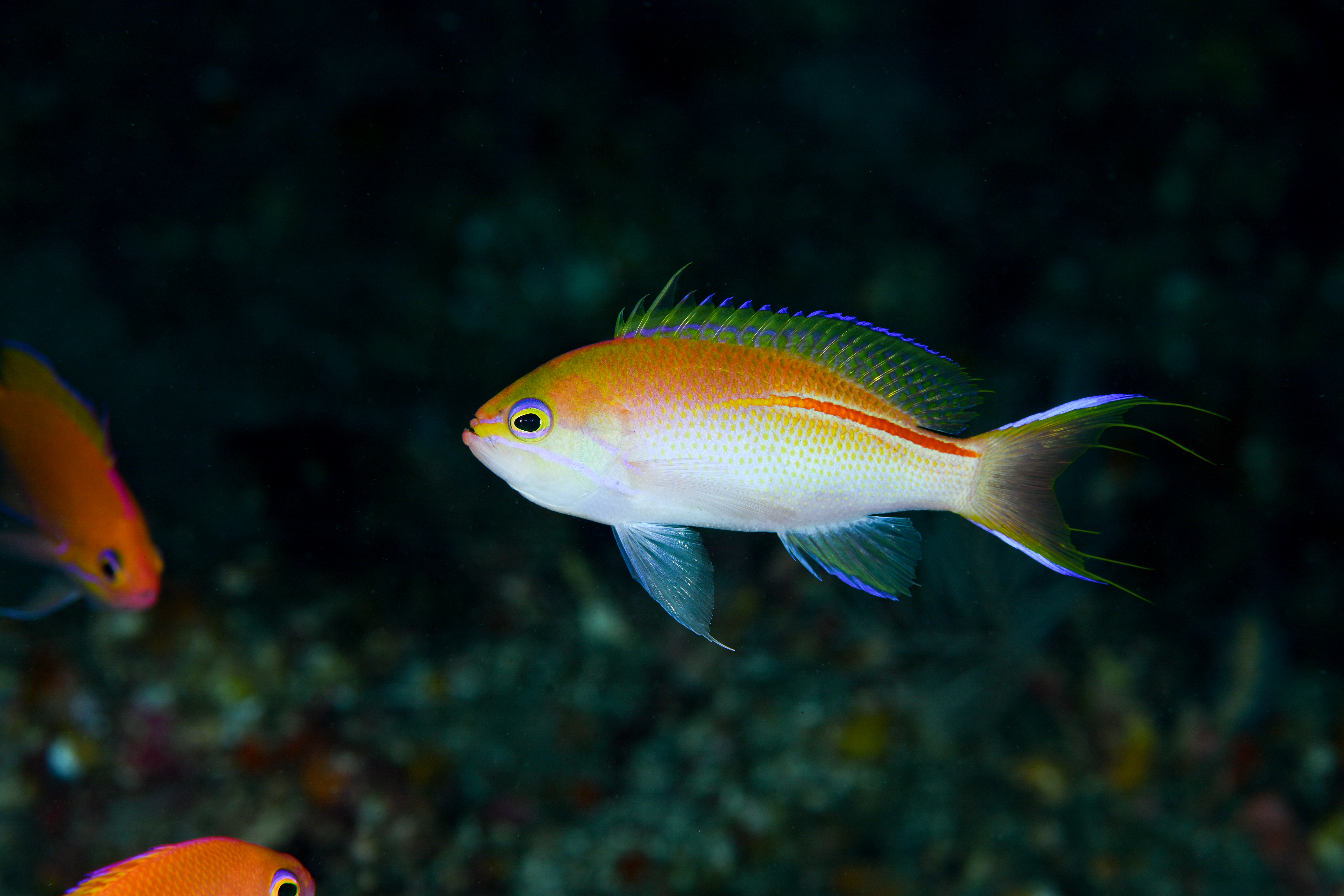 イトヒキコハクハナダイ（Pseudanthias rubrolineatus）