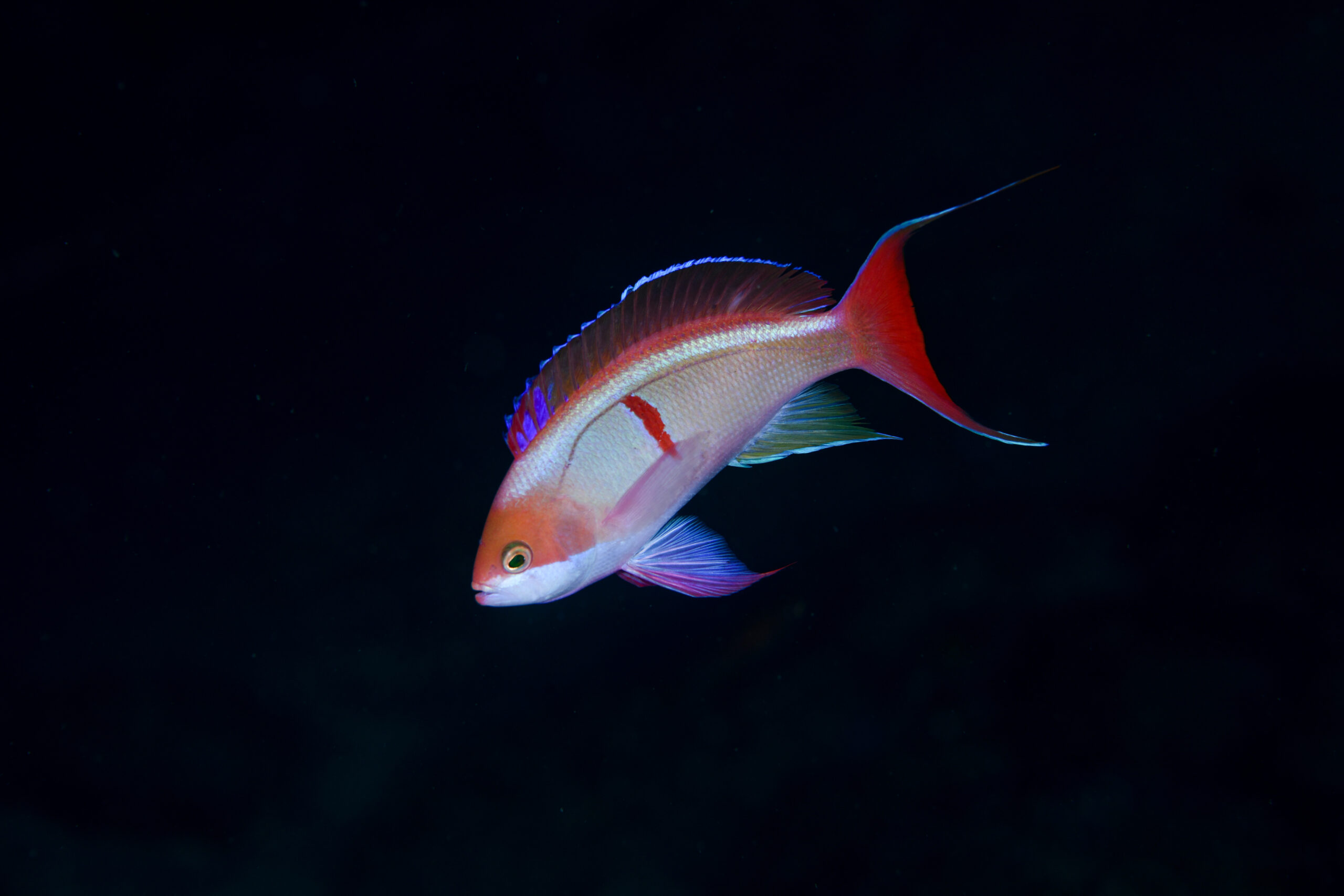 カシワハナダイの婚姻色(Pseudanthias cooperi)