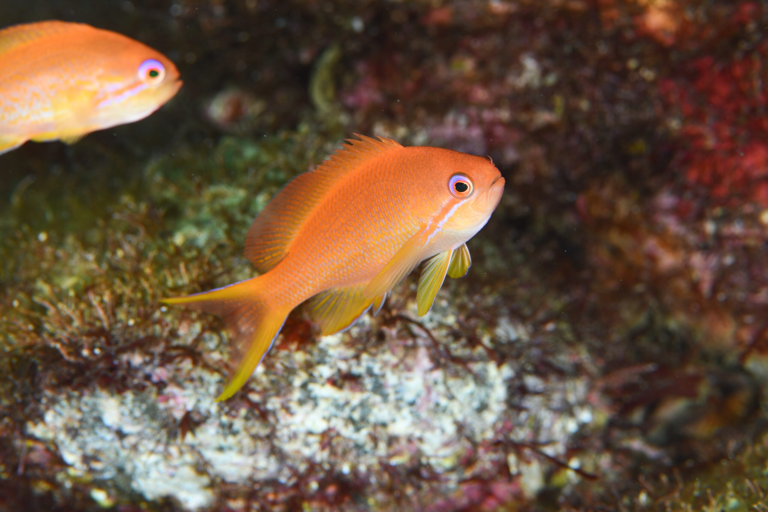 キンギョハナダイのメス（♀）（Pseudanthias squamipinnis）