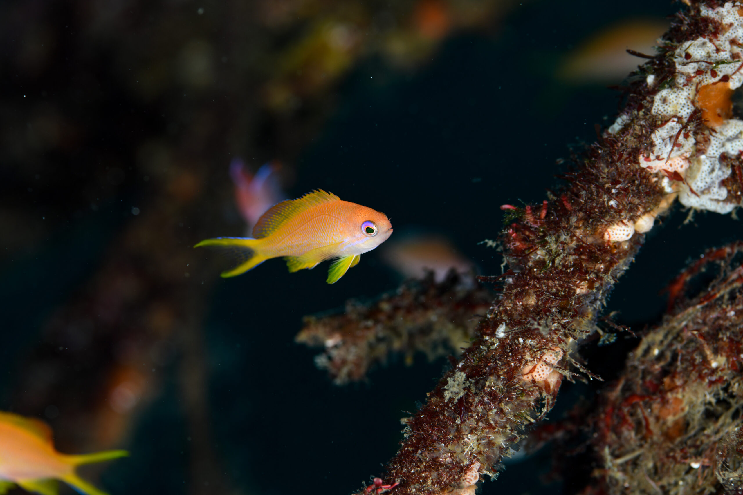 キンギョハナダイの幼魚（Pseudanthias squamipinnis）