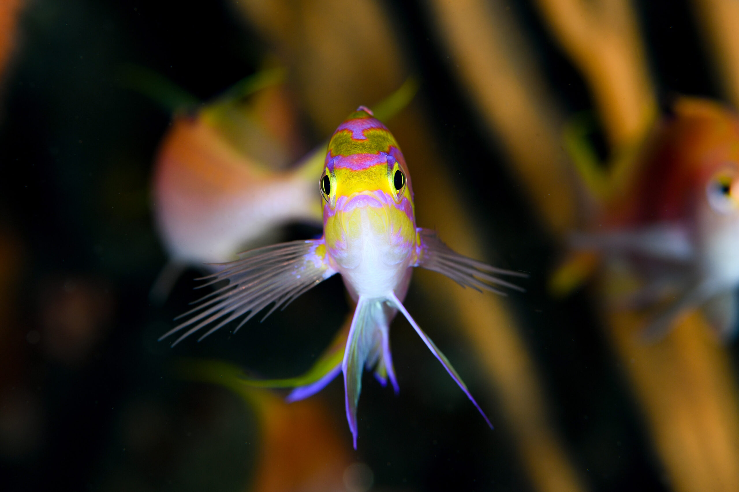 イトヒキハナダイ