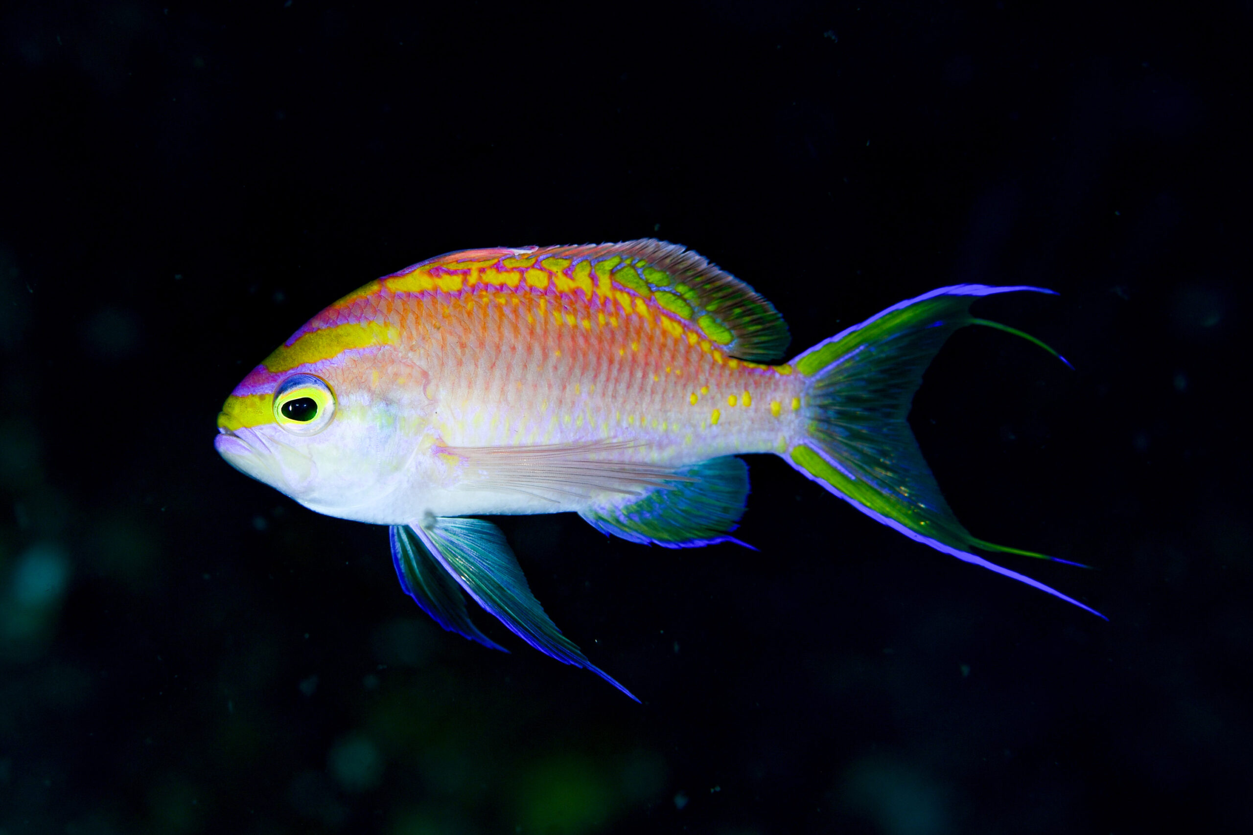 イトヒキハナダイ