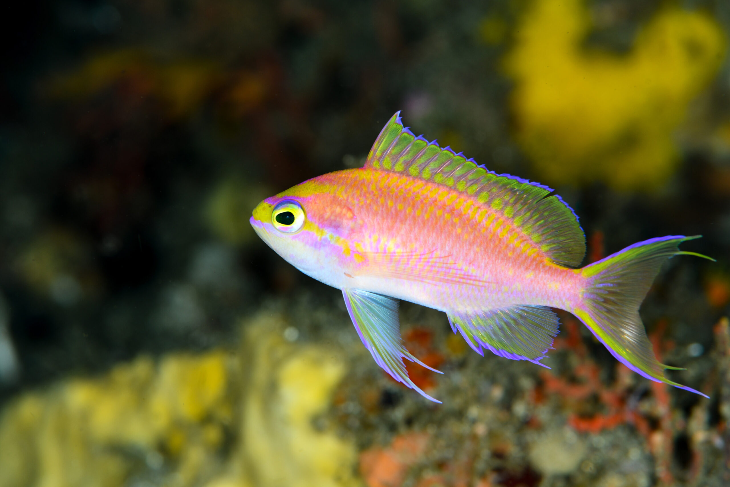 イトヒキハナダイのメス