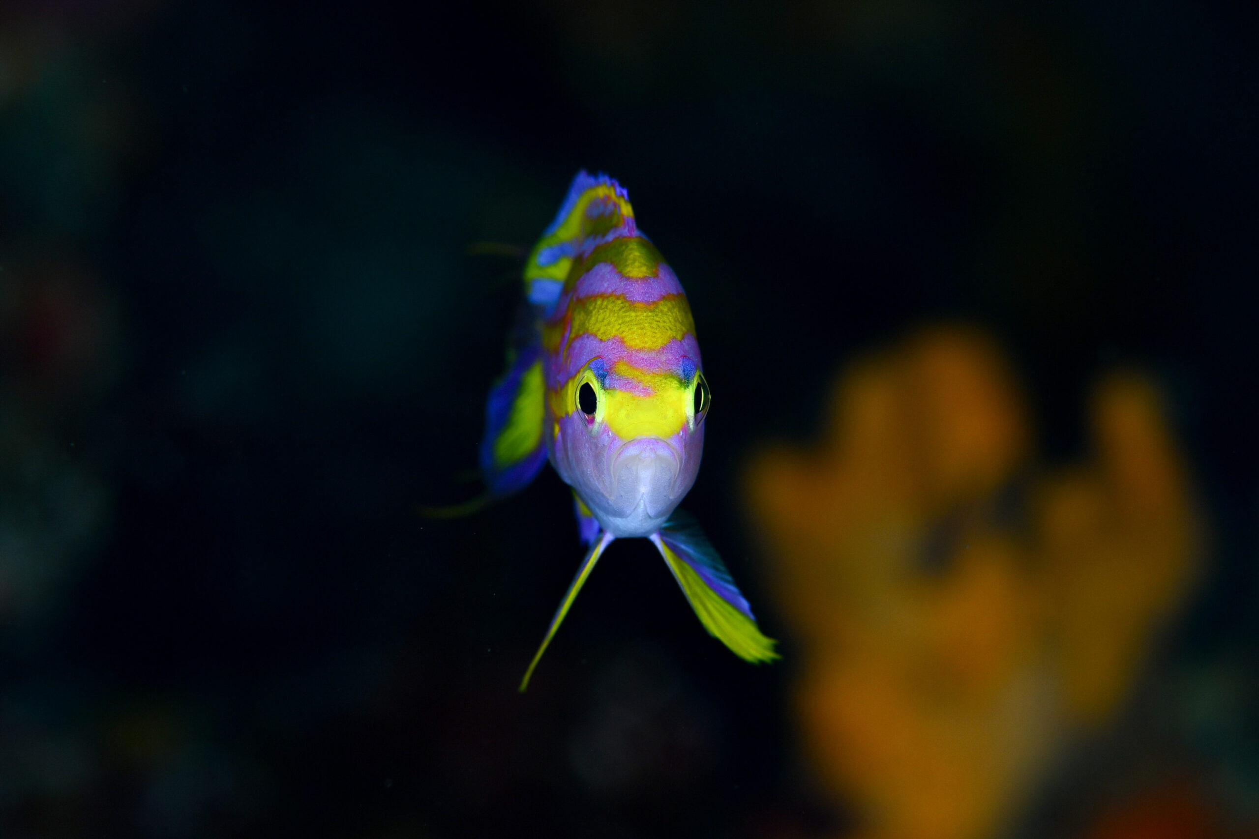 キシマハナダイ