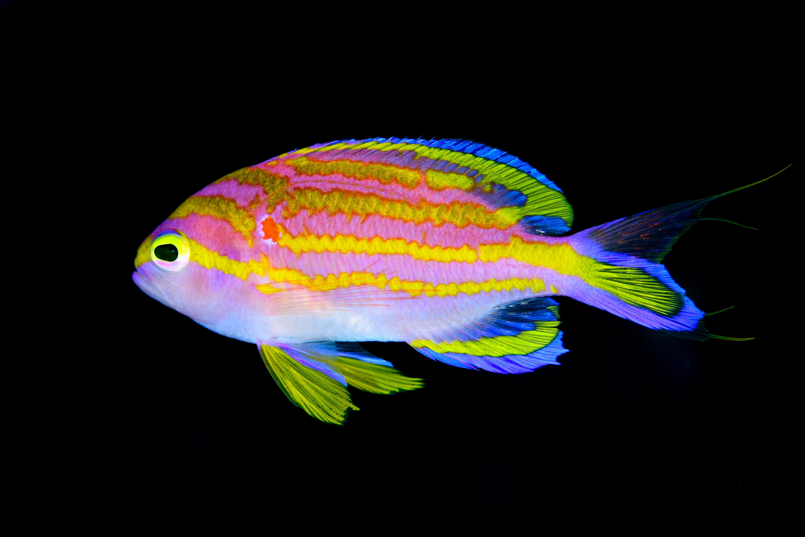 キシマハナダイ