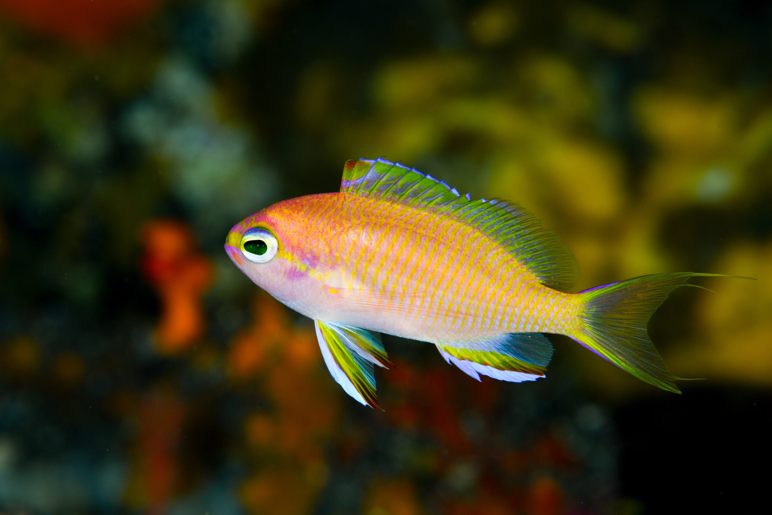 キシマハナダイのメス