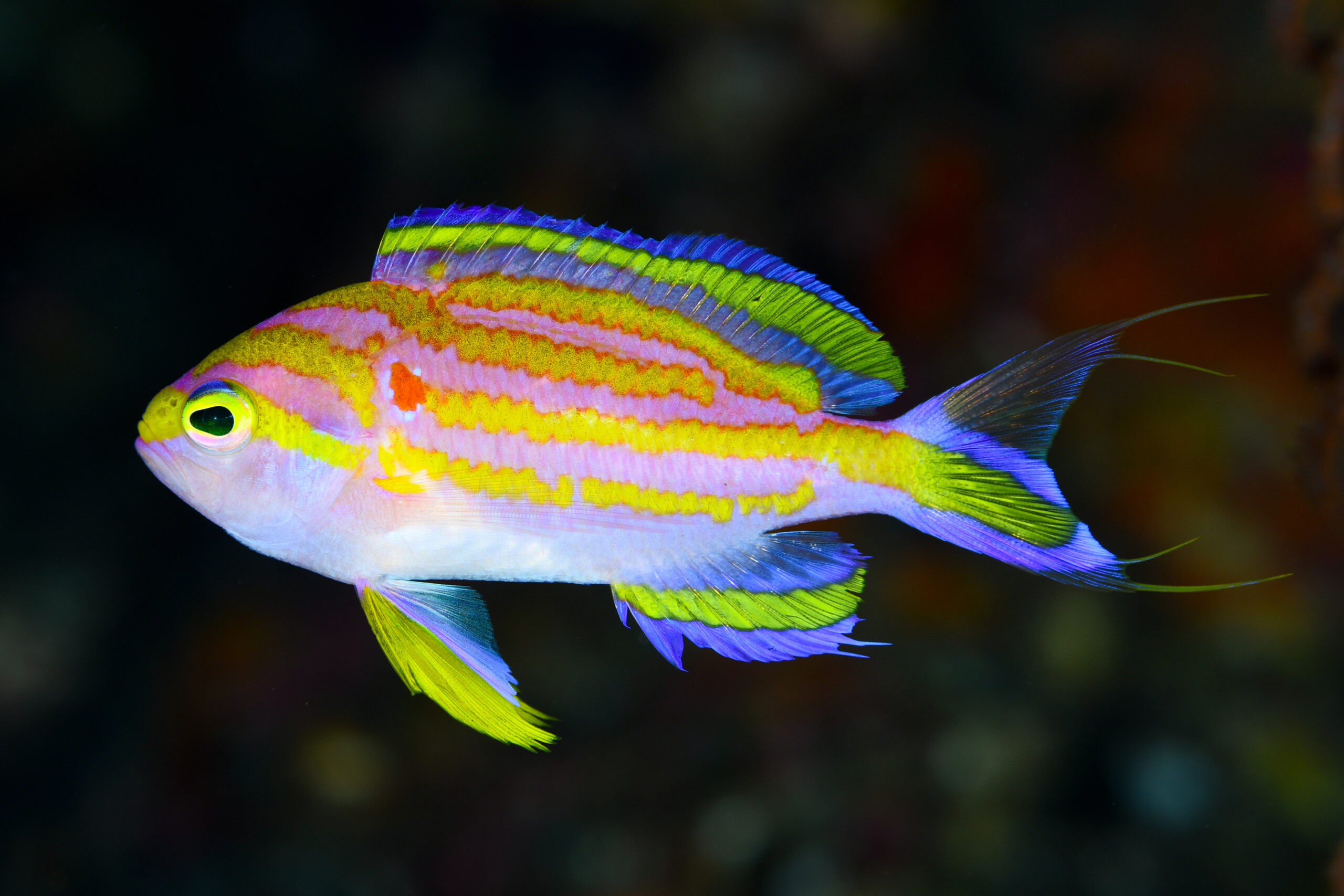 キシマハナダイ