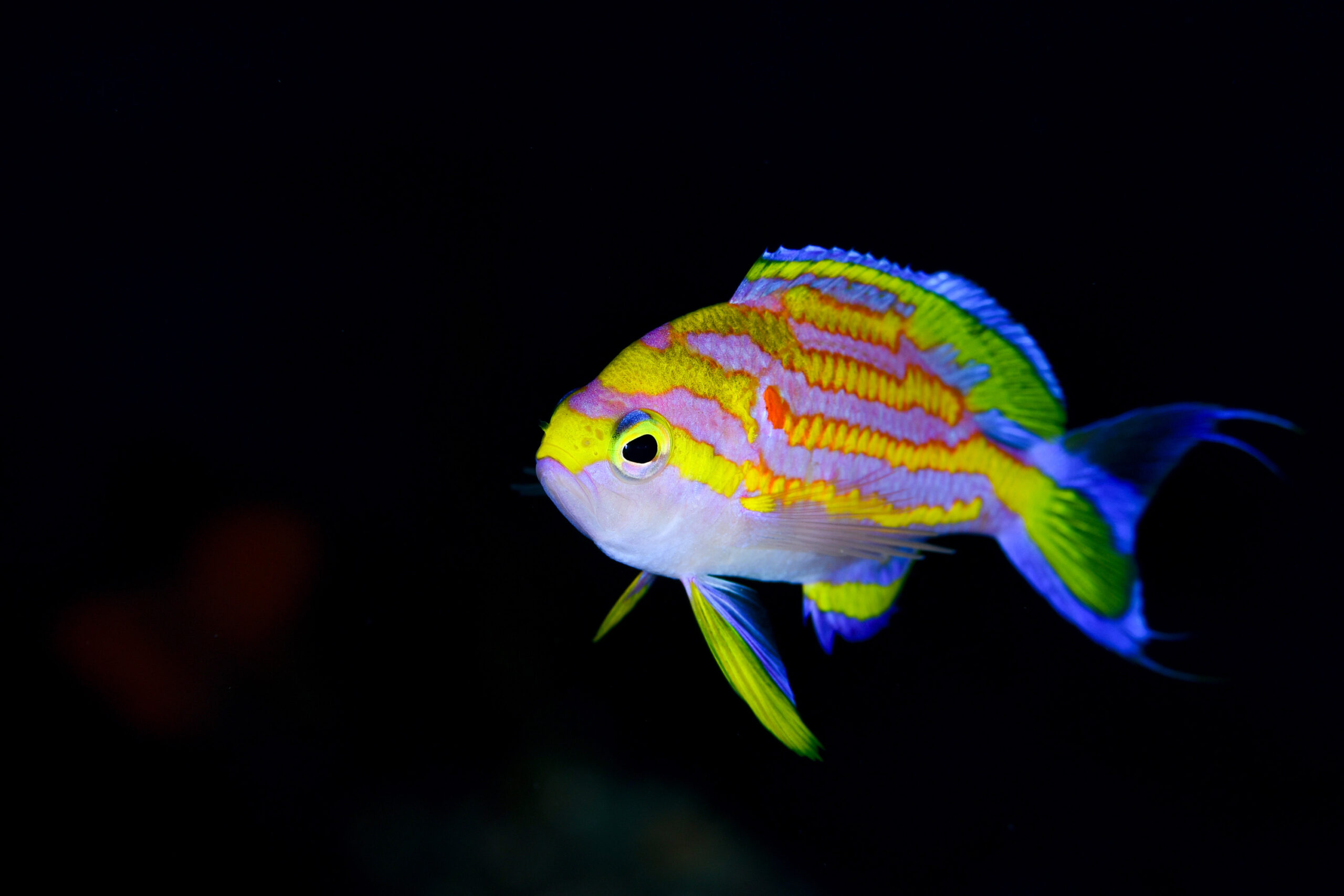 キシマハナダイ