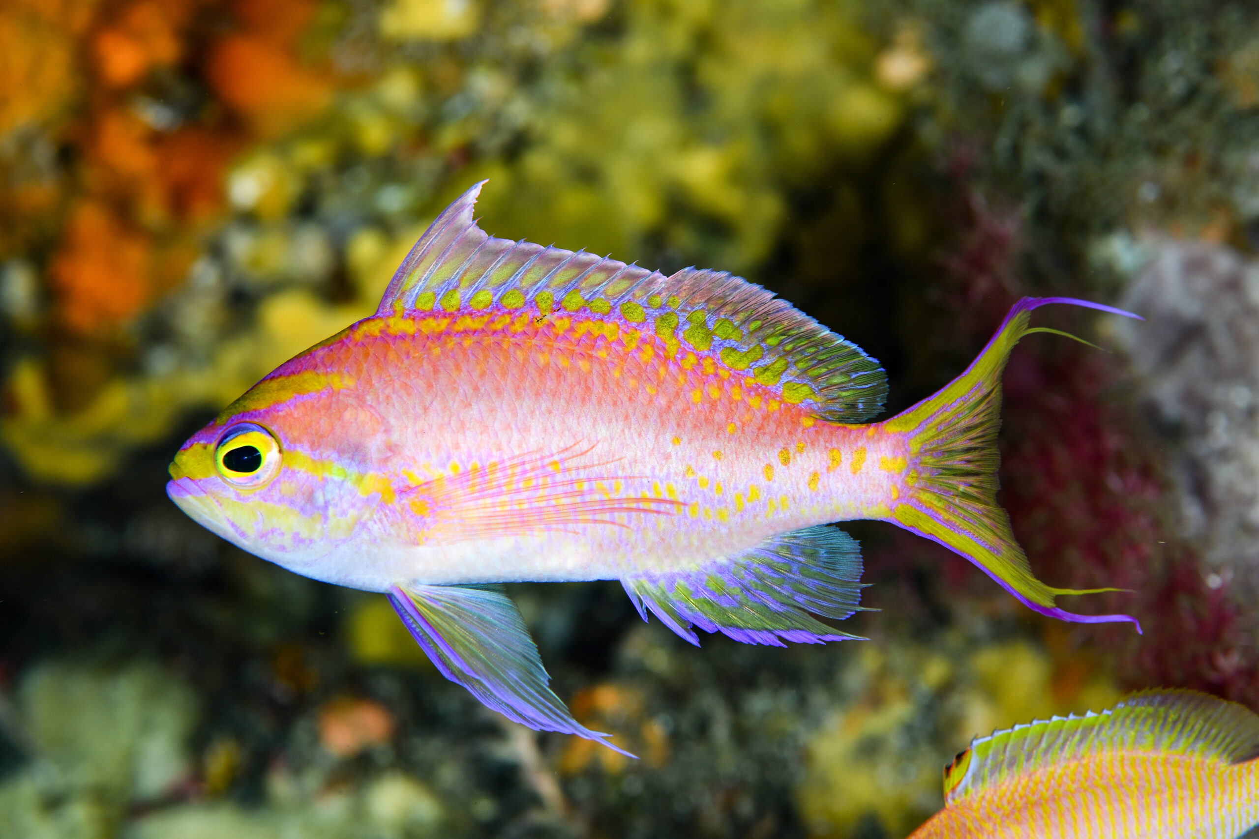 イトヒキハナダイ