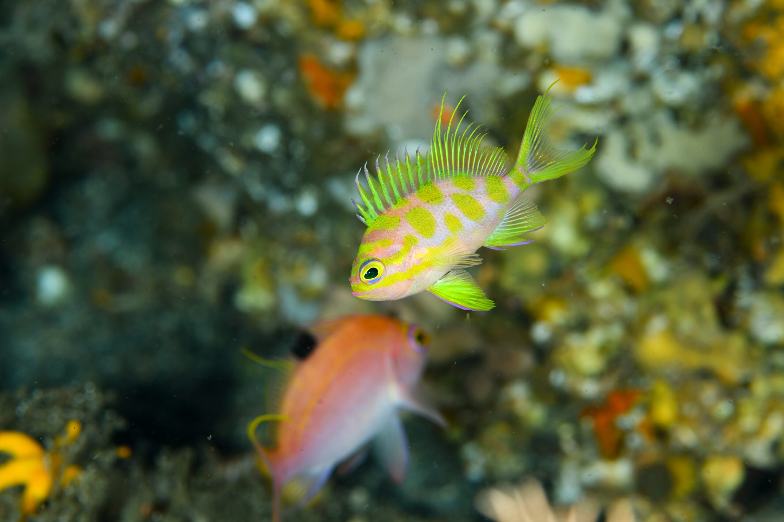 マダラハナダイの幼魚(Odontanthias borbonius)