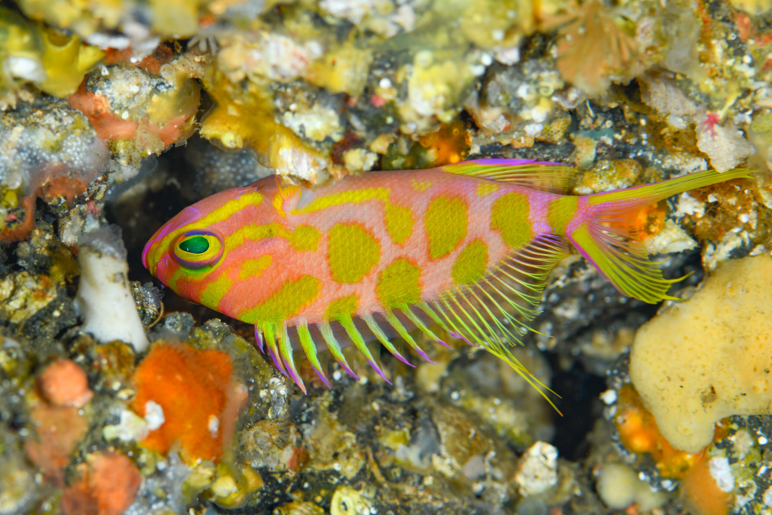 マダラハナダイのオス(♂)(Odontanthias borbonius)