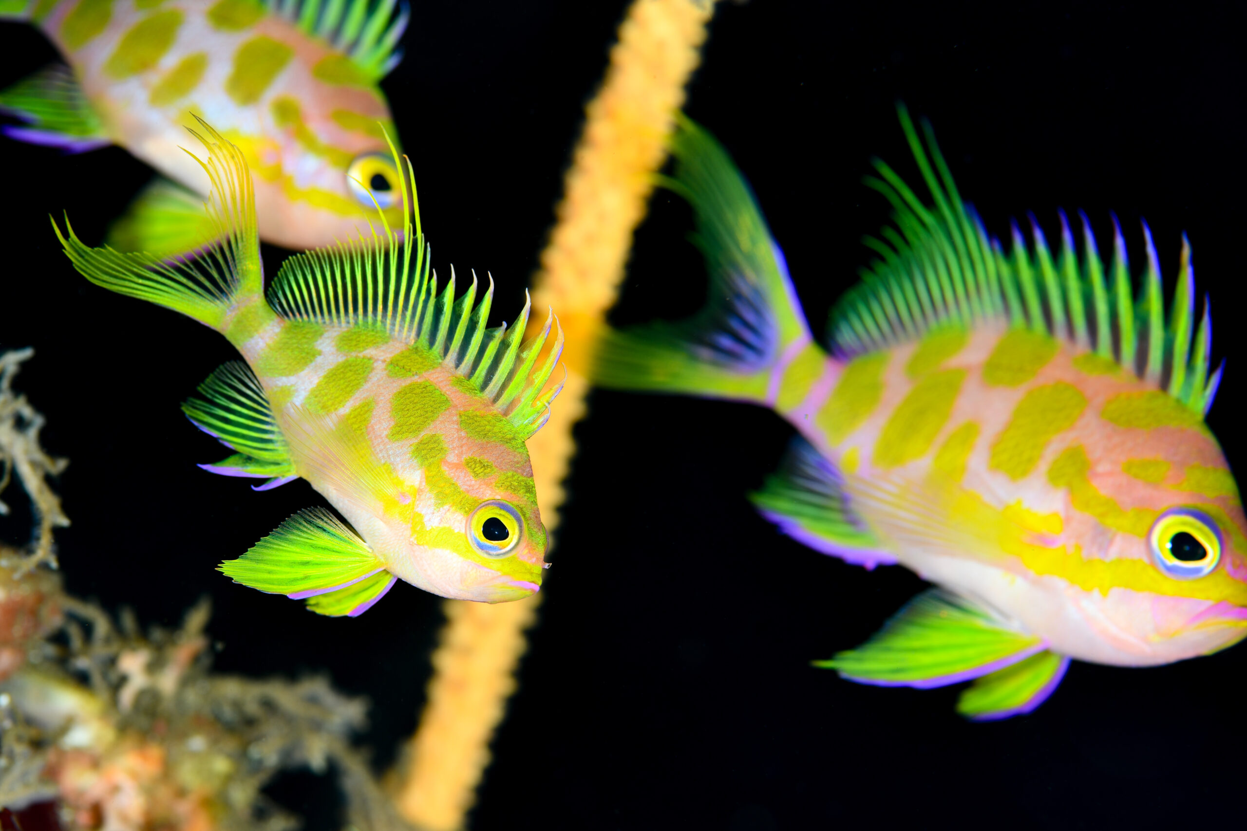 マダラハナダイ(Odontanthias borbonius)