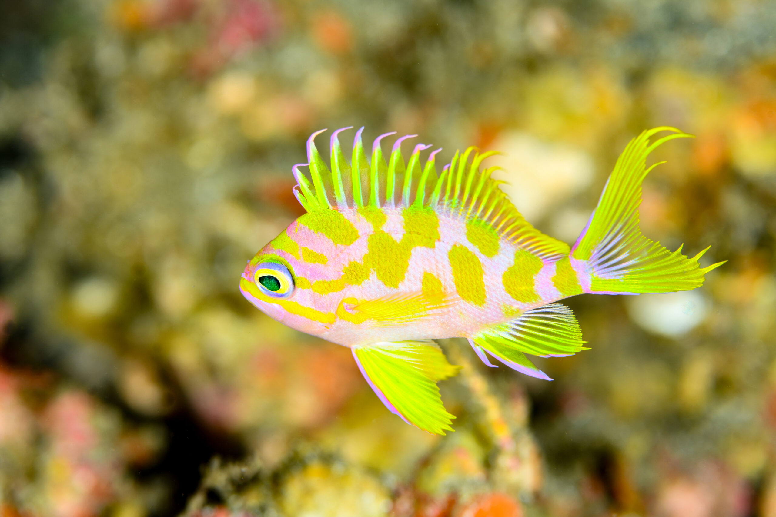 マダラハナダイの幼魚(Odontanthias borbonius)