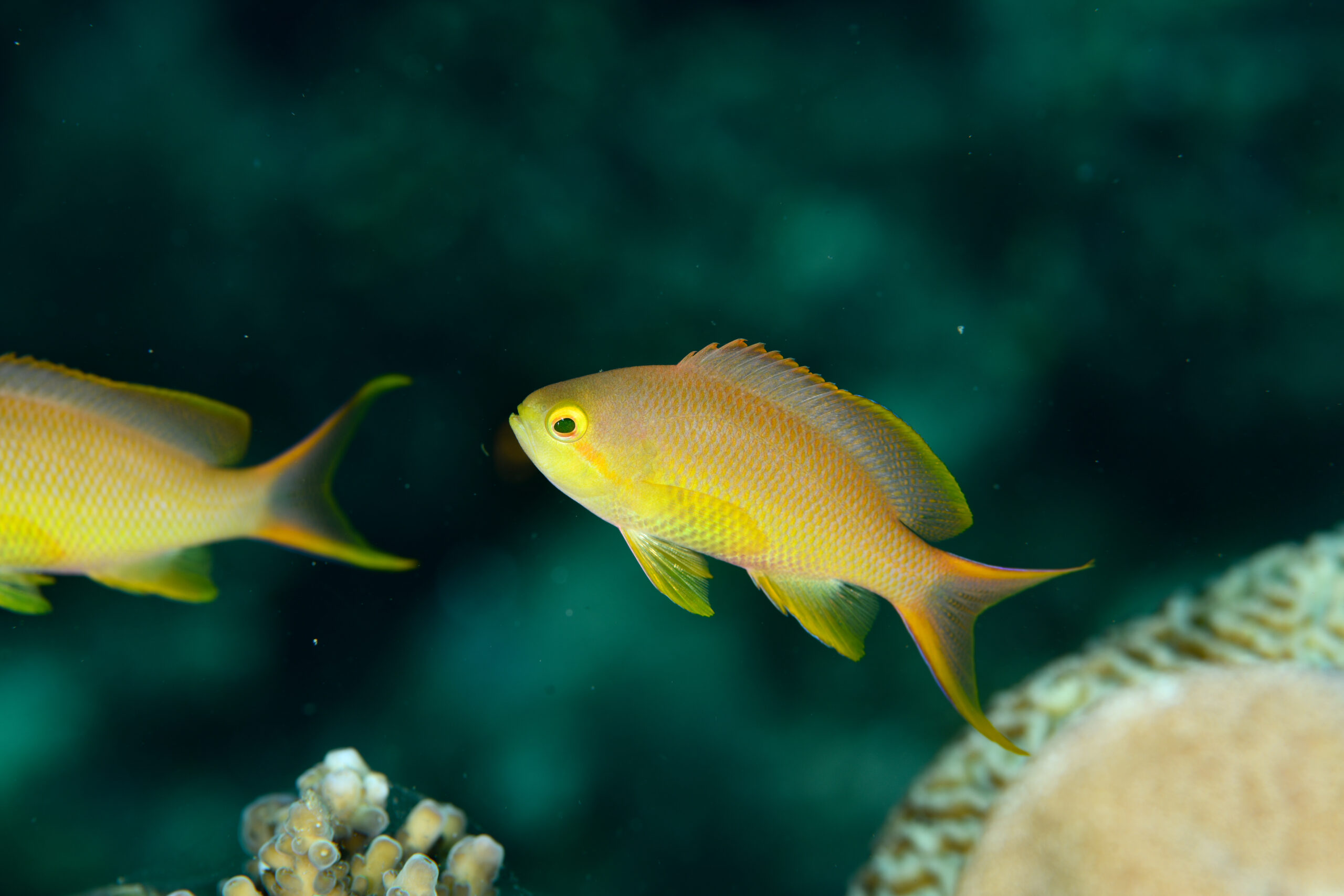 メラネシアンアンティアスのメス（♀）（Pseudanthias squamipinnis）