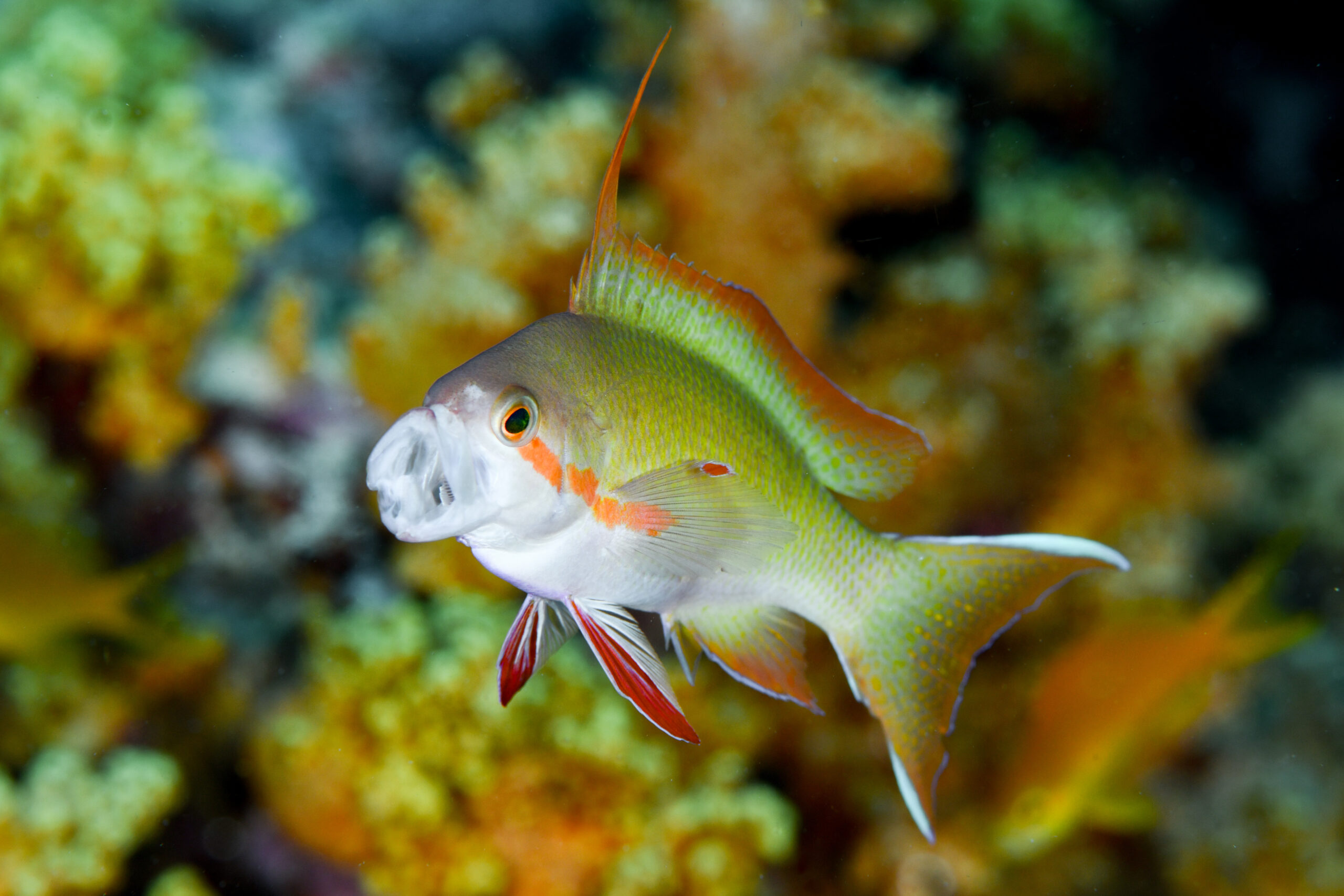 メラネシアンアンティアス（Pseudanthias squamipinnis）