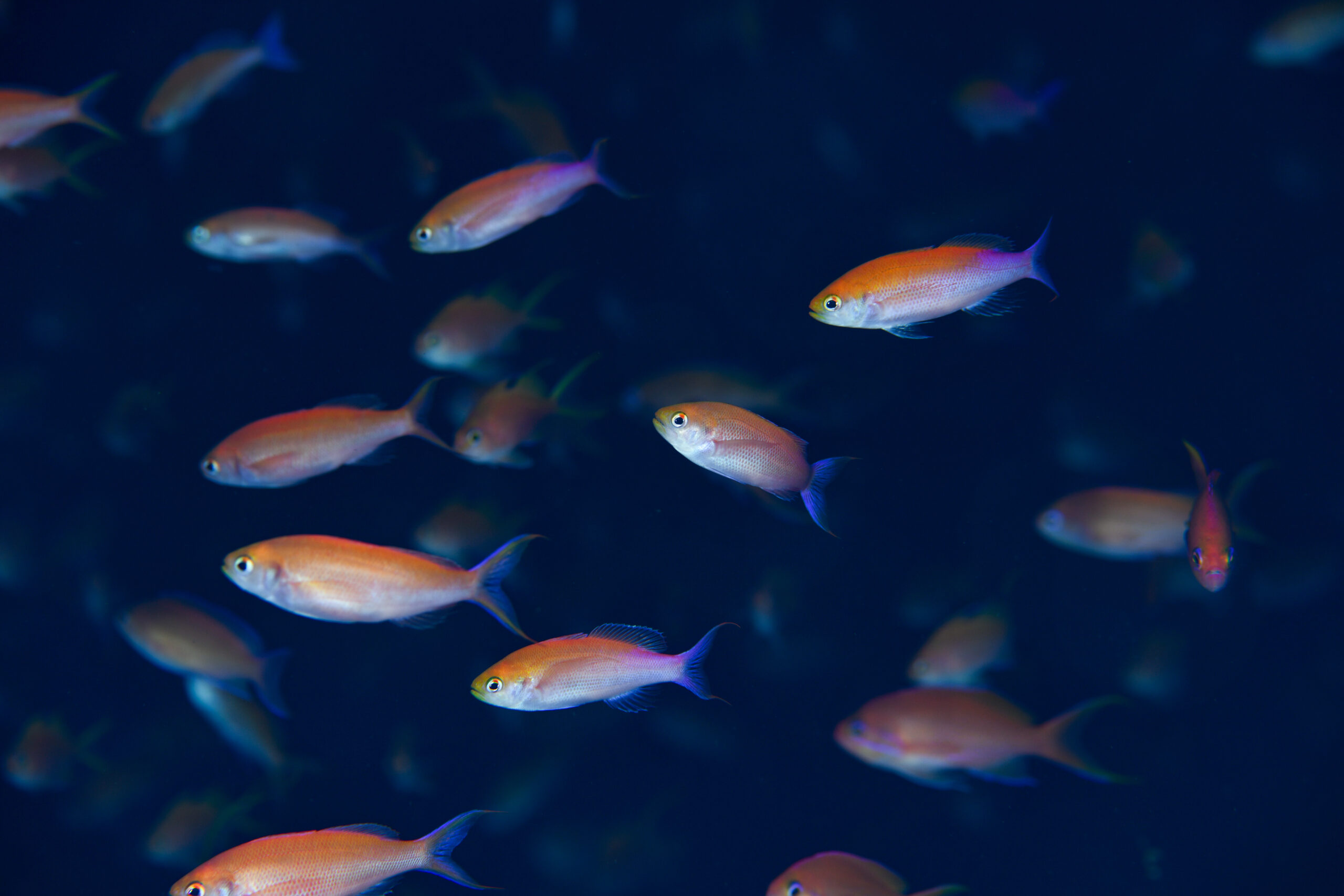 ミナミハナダイのオス（♂）とメス（♀）（Luzonichthys waitei）