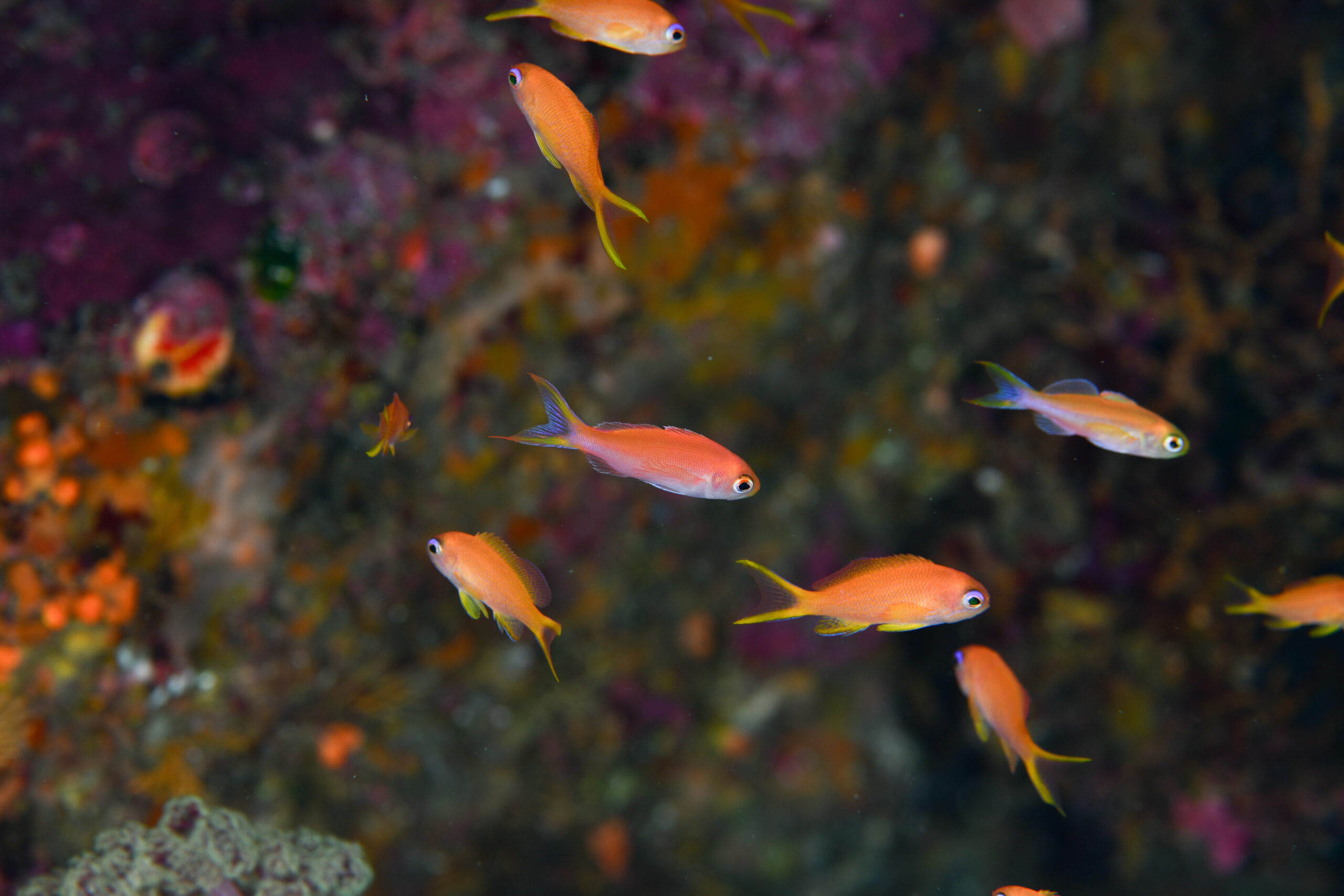 ミナミハナダイの幼魚（Luzonichthys waitei）