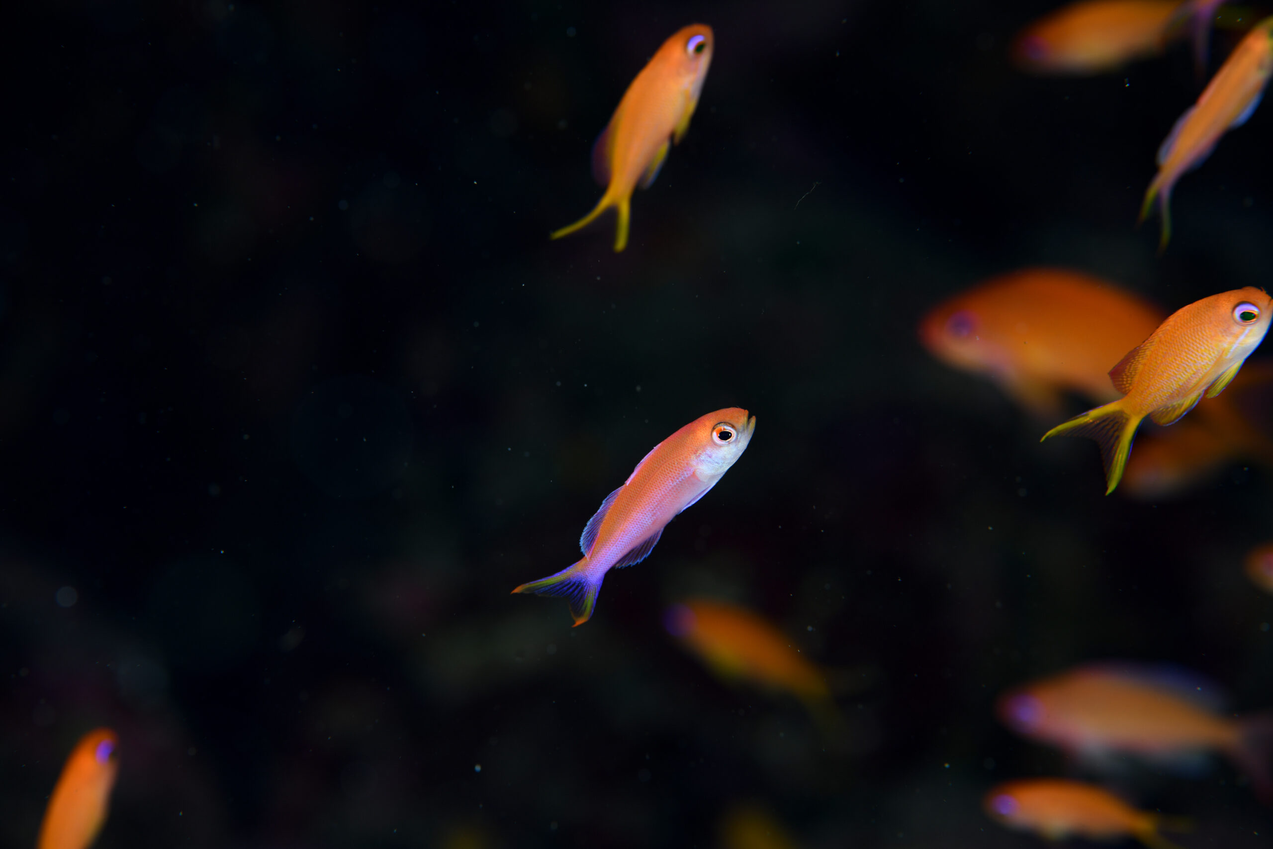ミナミハナダイの幼魚（Luzonichthys waitei）