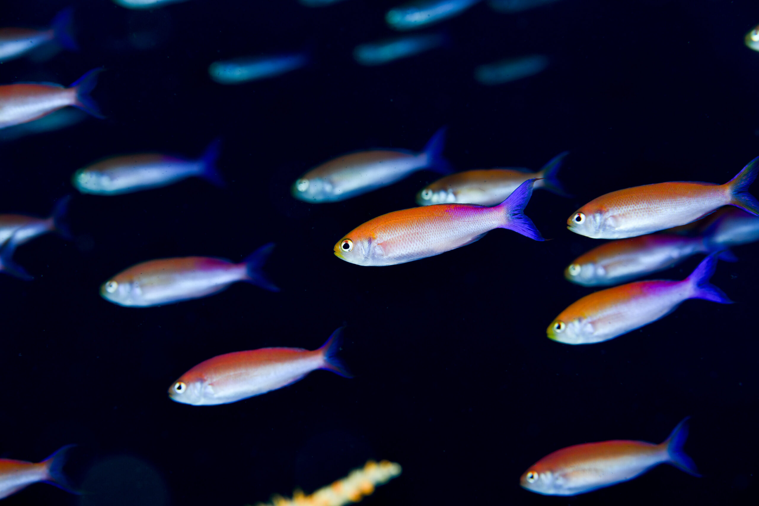 ミナミハナダイ（Luzonichthys waitei）