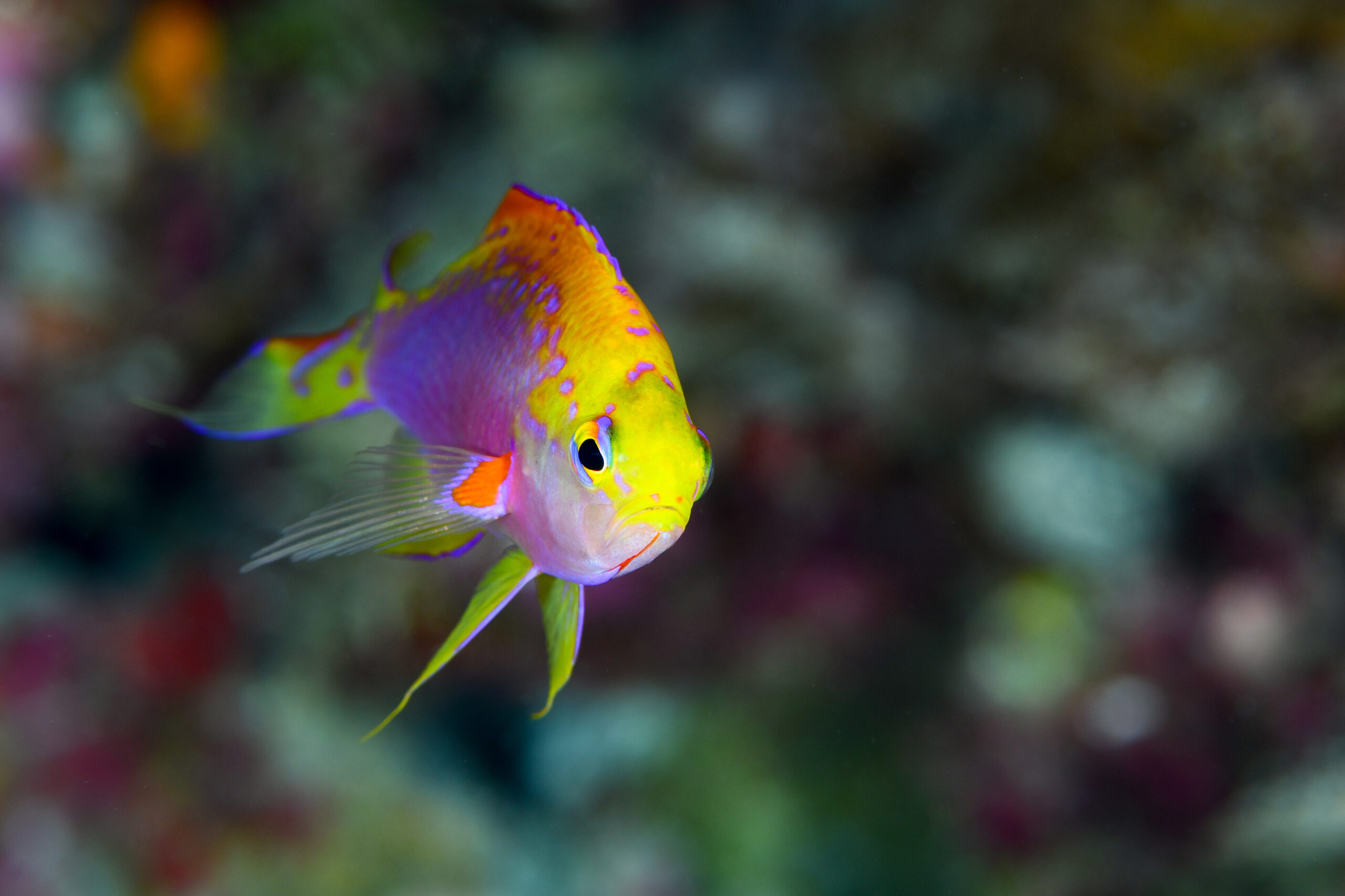 ニラミハナダイのオス（♂）（Pseudanthias ventralis）