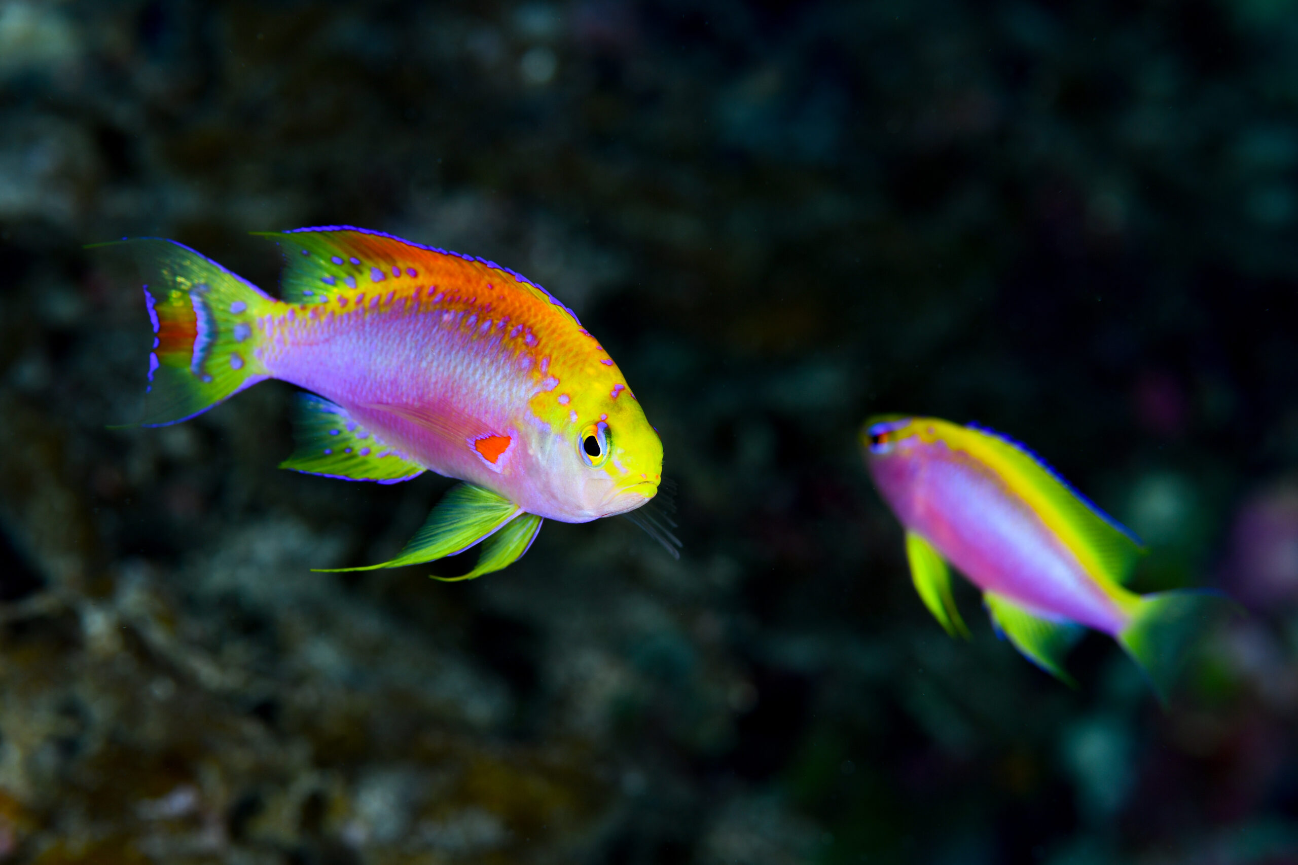 ニラミハナダイ（Pseudanthias ventralis）