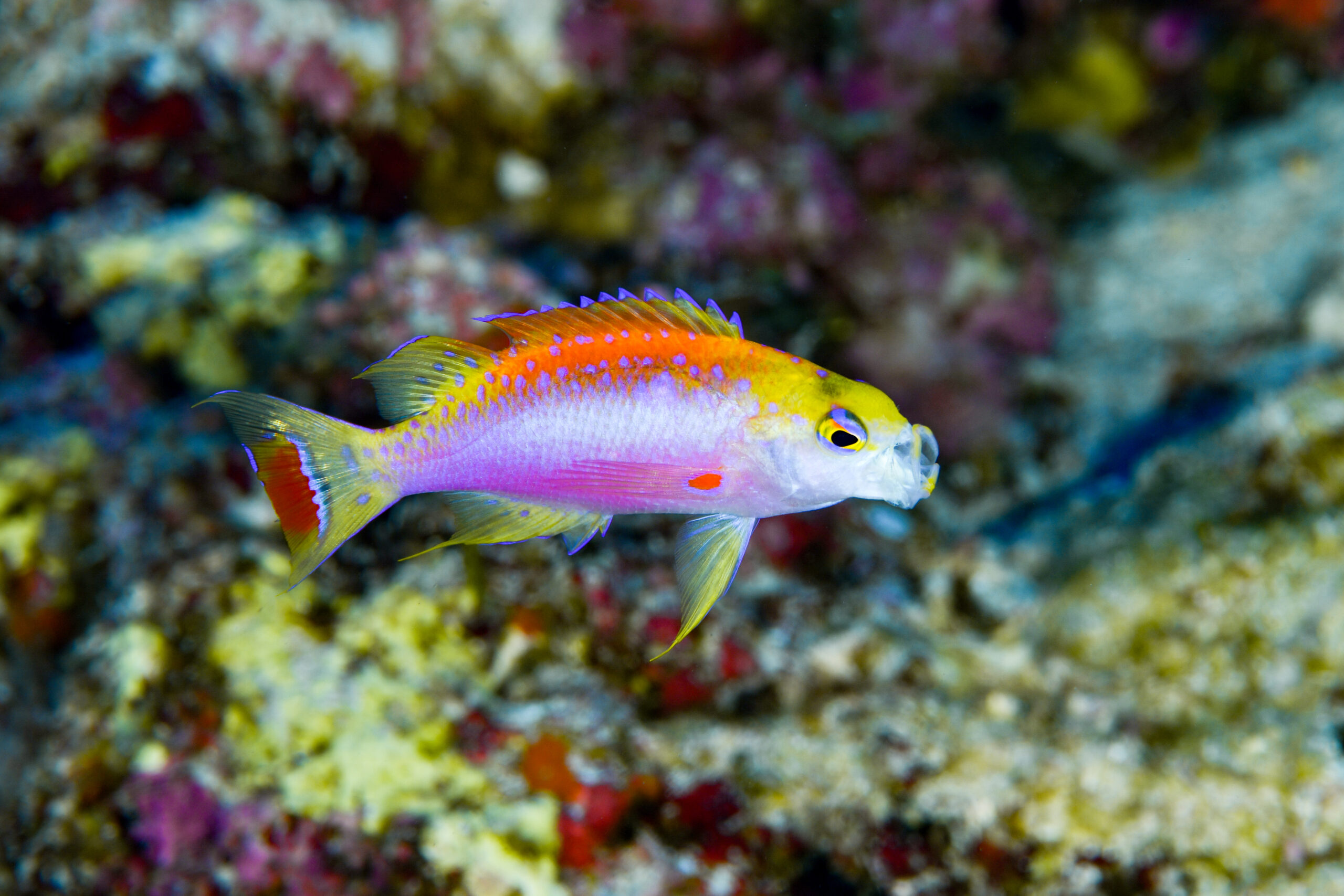 ニラミハナダイのオス（♂）（Pseudanthias ventralis）