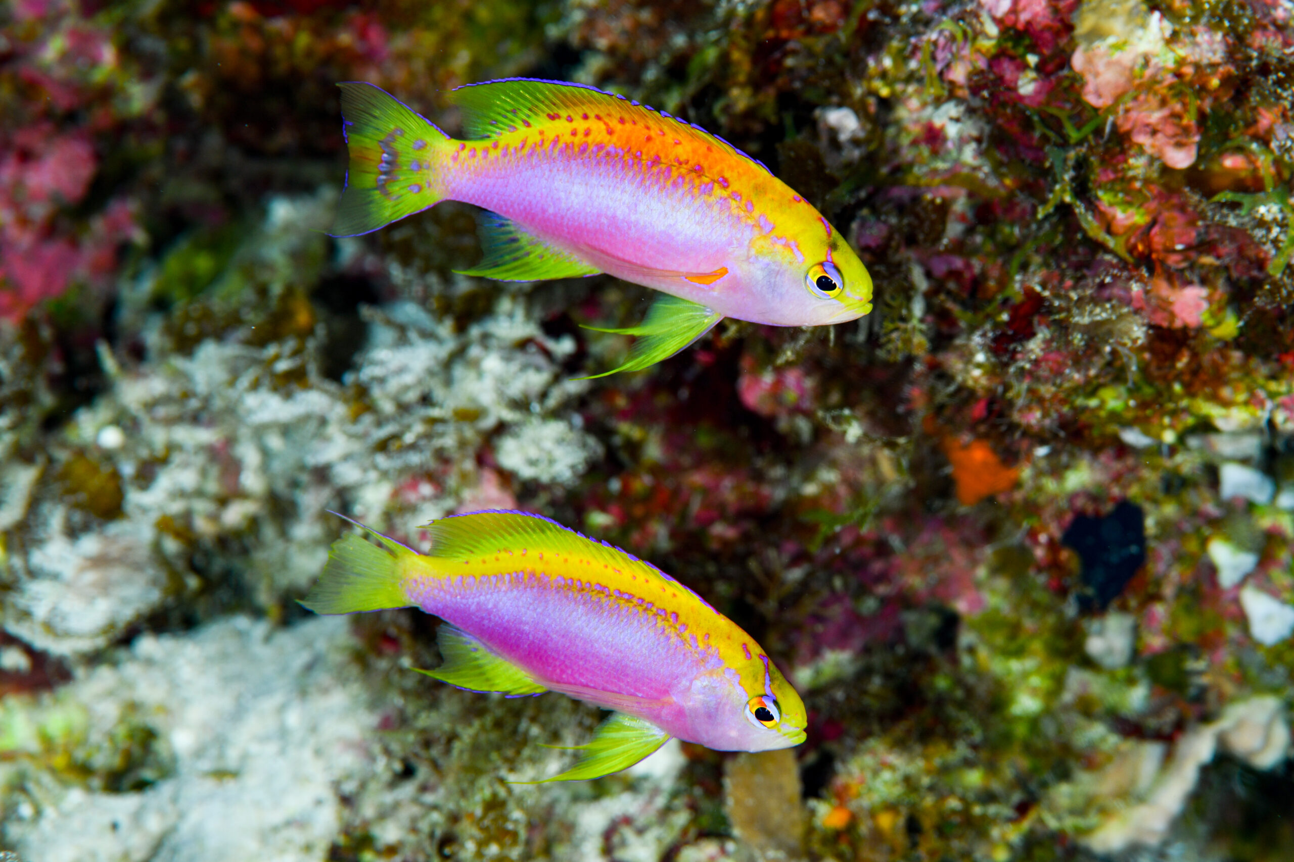 ニラミハナダイのペア（Pseudanthias ventralis）