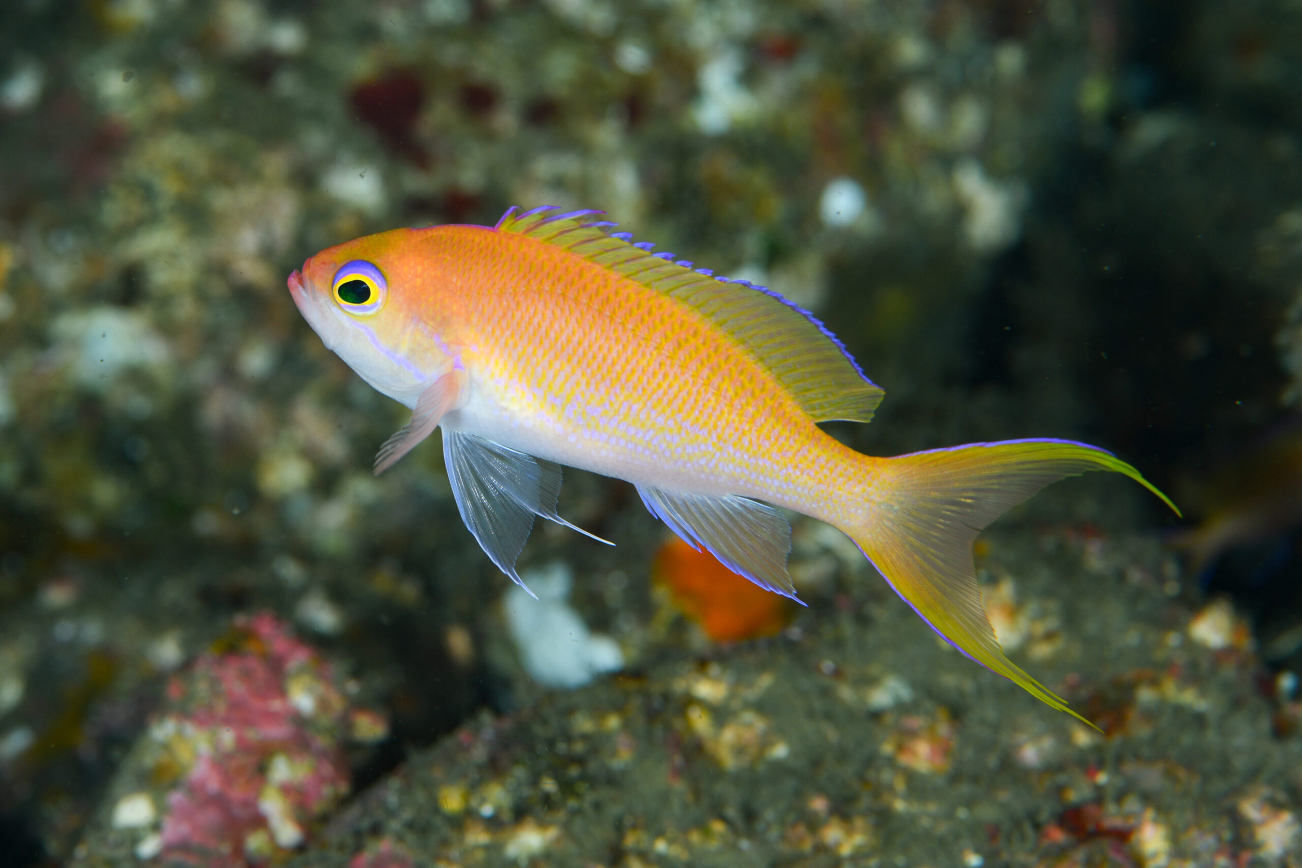 ナガハナダイのメス（♀）（Pseudanthias elongatus）