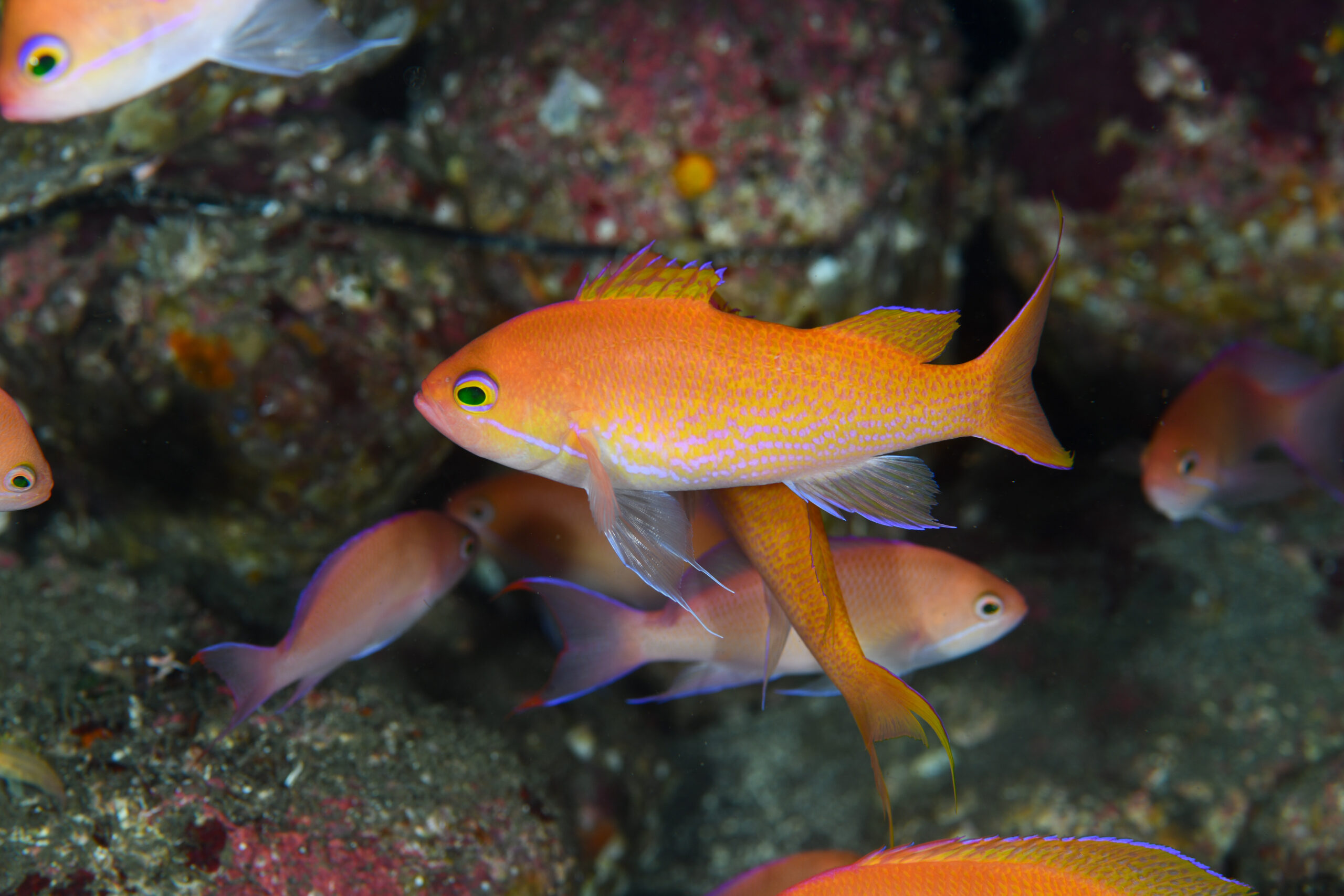 ナガハナダイのオス（♂）（Pseudanthias elongatus）