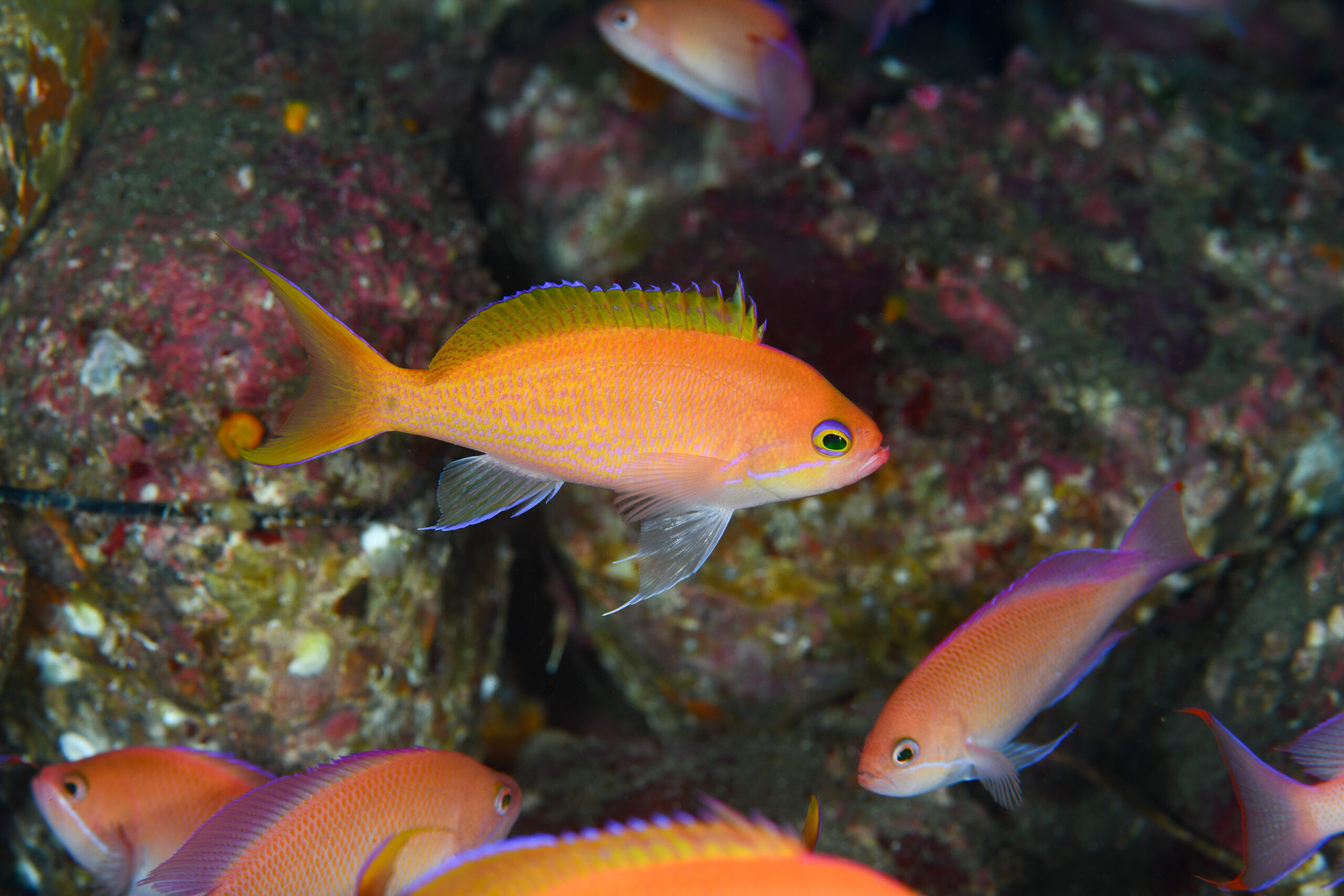 ナガハナダイのオス（♂）（Pseudanthias elongatus）